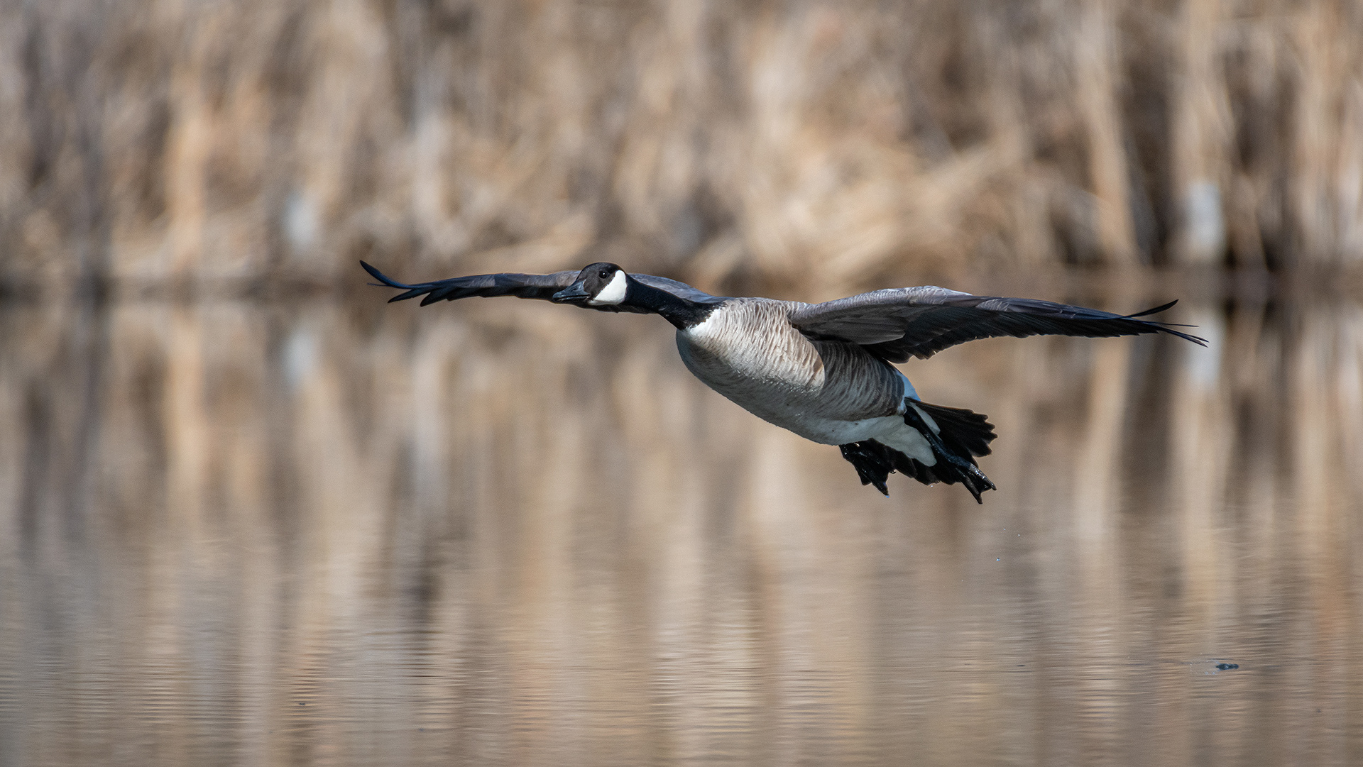 Canada Goose (in flight), Marshall Springs, Fish Creek Provincial Park, Calgary, AB
