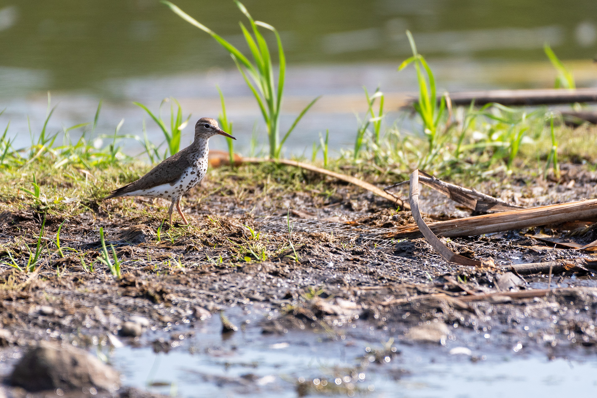 Spotted Sandpiper