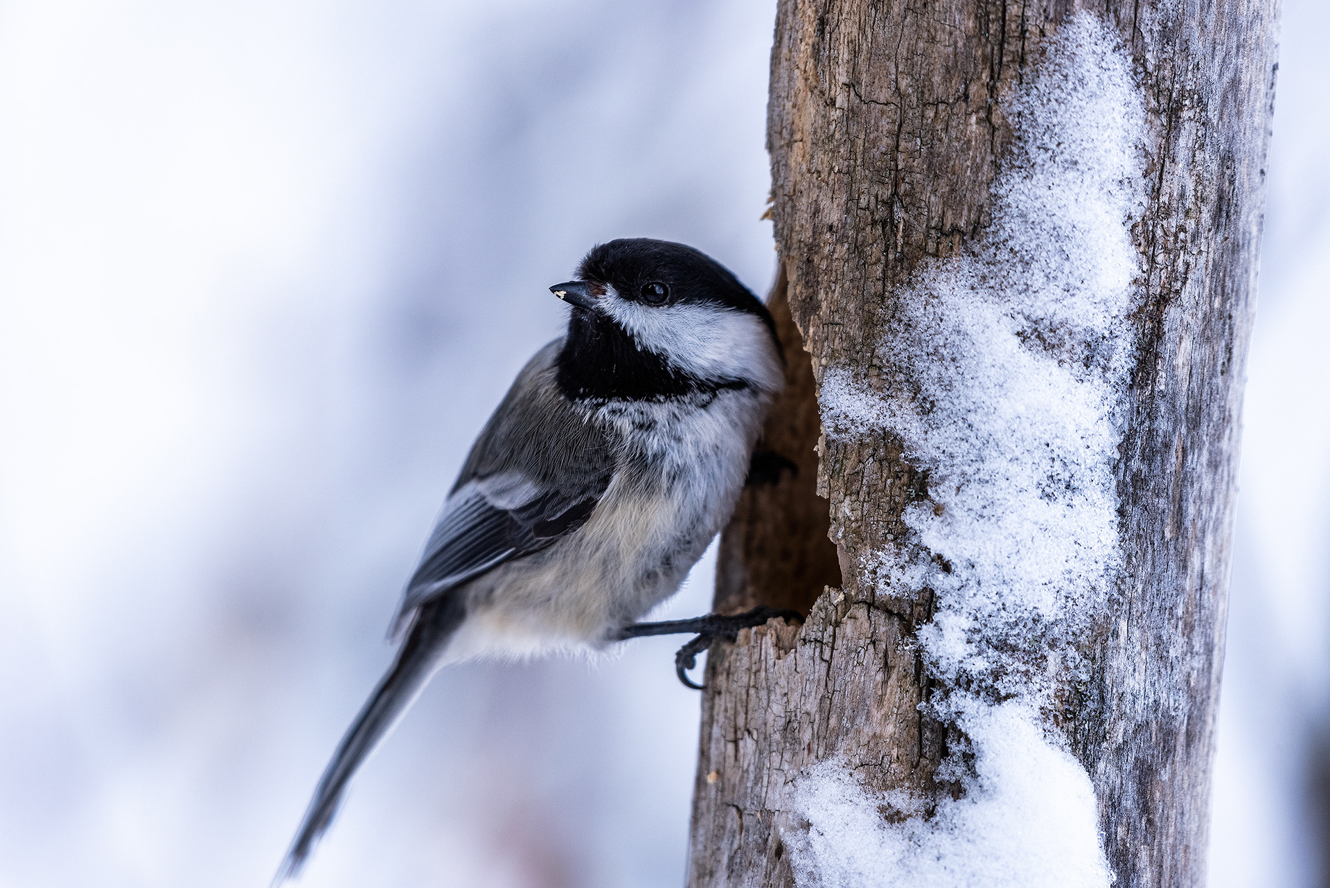 Black-capped Chickadee near Marshall Springs in Fish Creek Provincial Park
