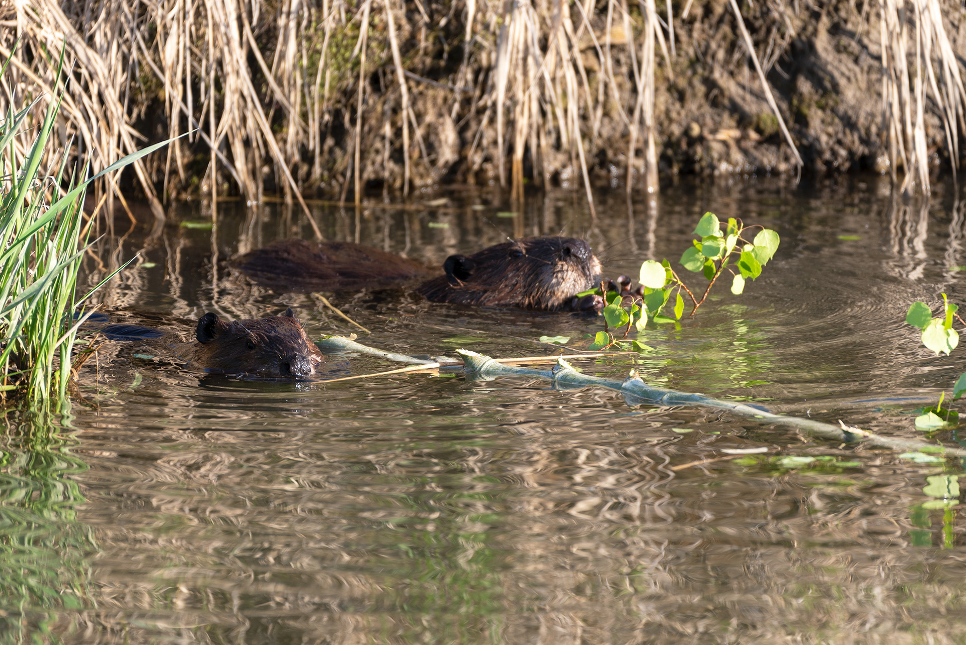 beavers, Bankside, Fish Creek Provincial Park, Bow River, Calgary, Alberta