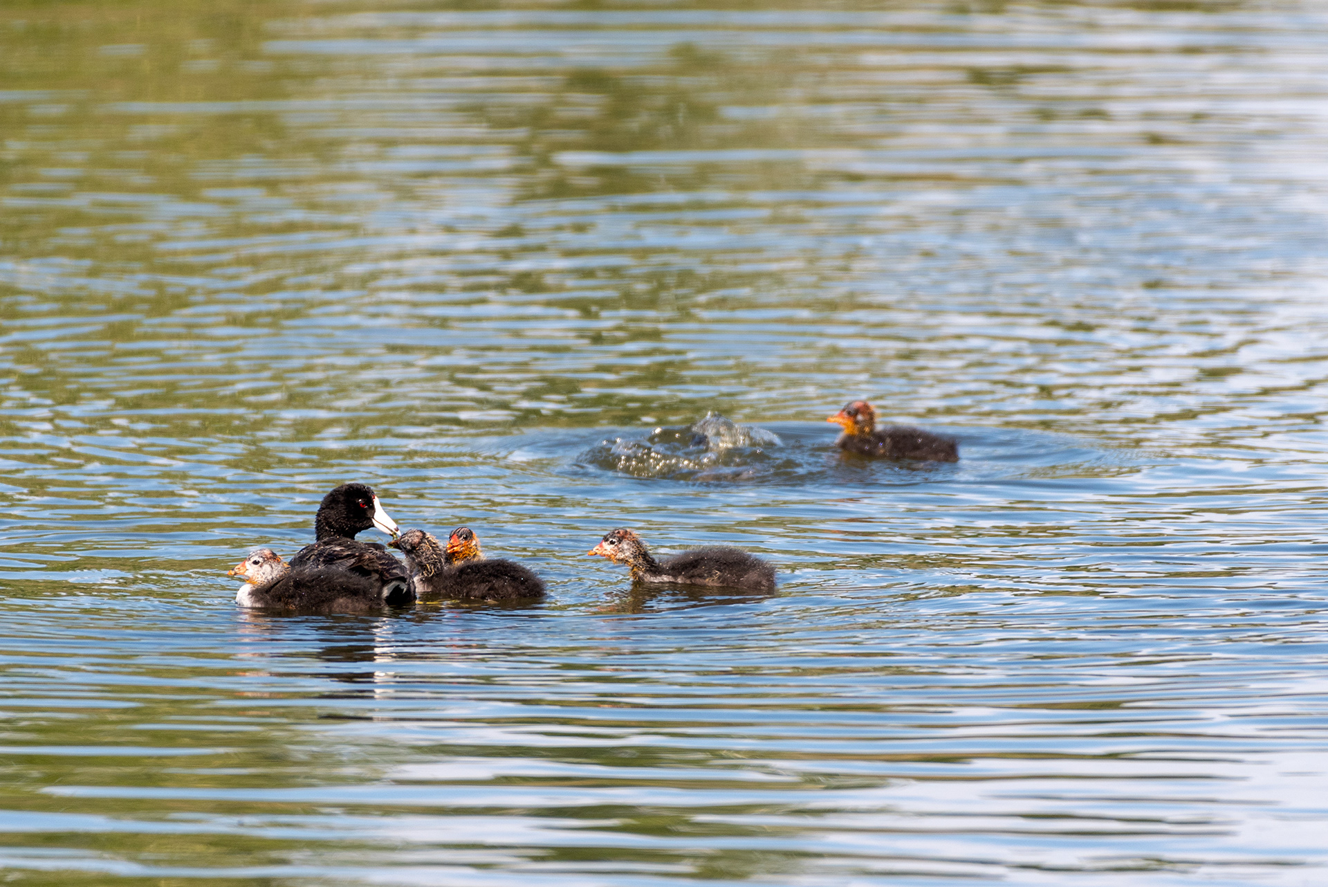 American Coot, chicks, Bridlewood Wetlands Park, Calgary, Alberta