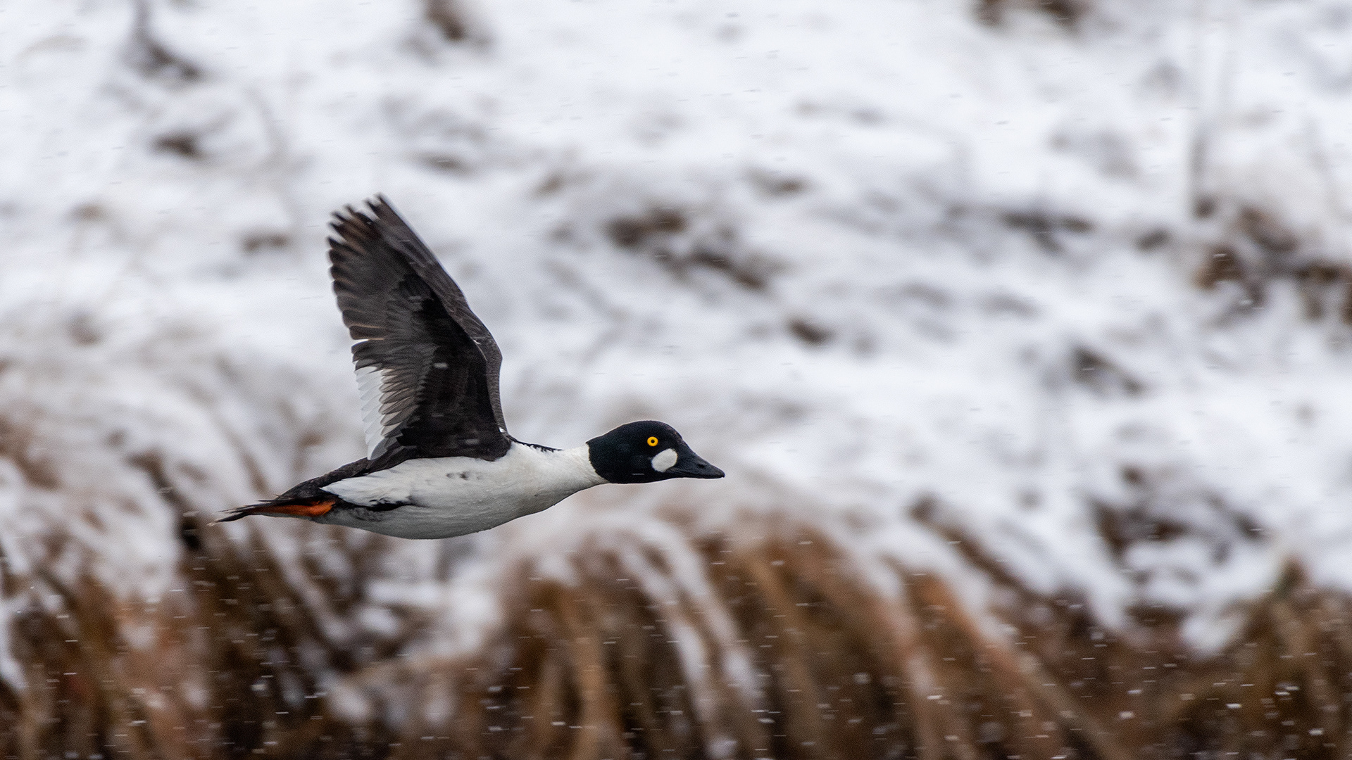 Common Goldeneye (male) in flight at the Inglewood Bird Sanctuary & Nature Centre, Calgary, Alberta
