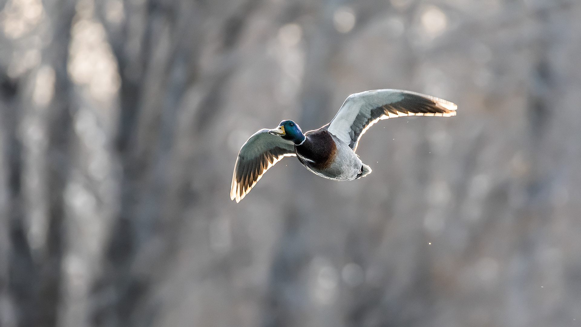 Mallard (male, in flight) near Mallard Point, Fish Creek Prov. Park, Calgary, AB