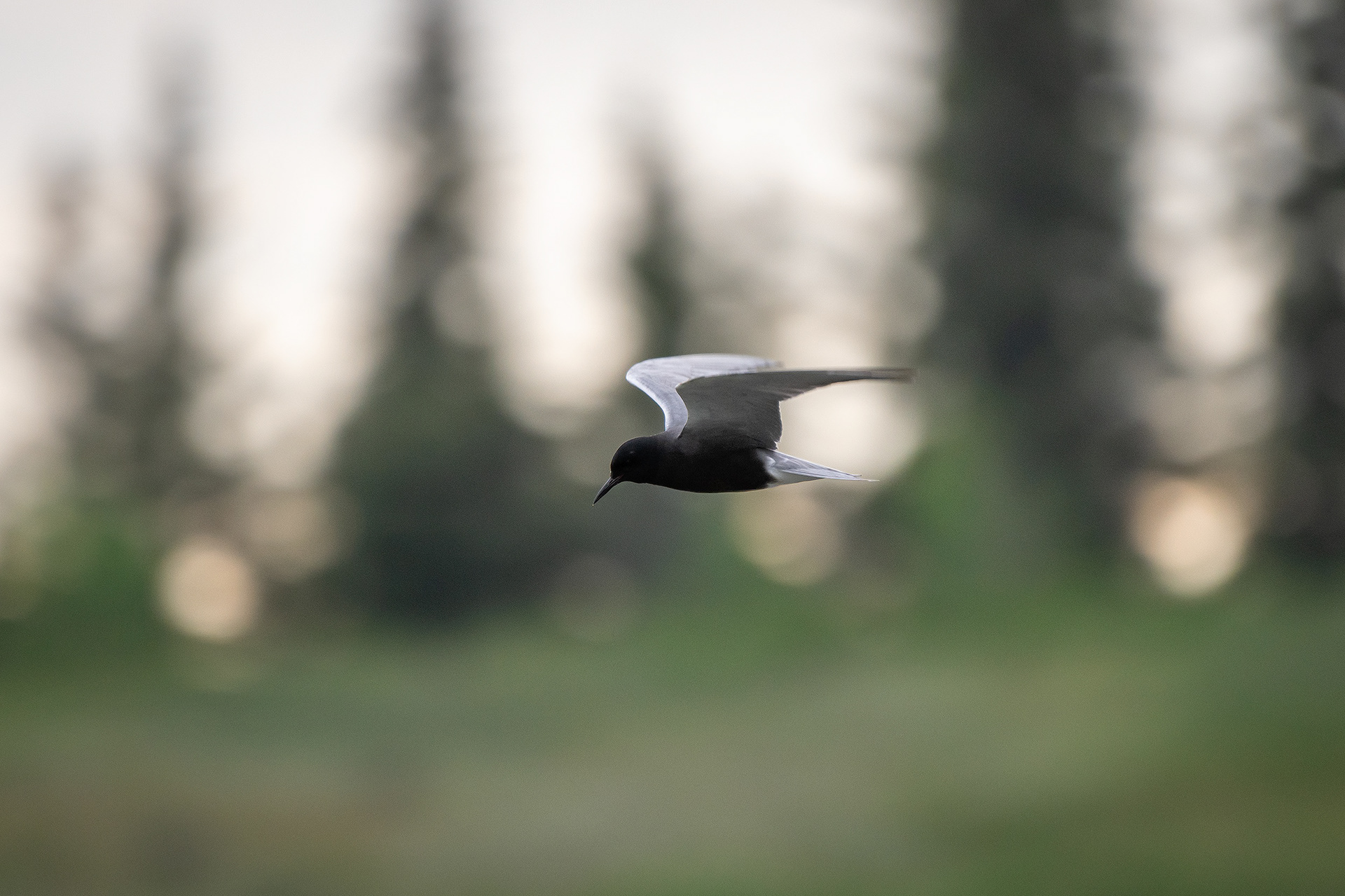 Black Tern (in flight), Marshall Springs ponds, Fish Creek Provincial Park, Calgary, AB