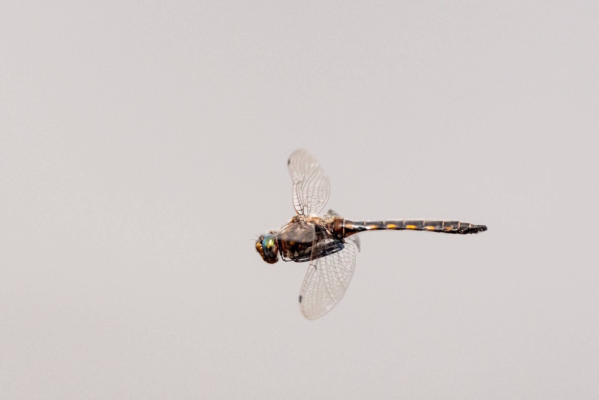 Insect