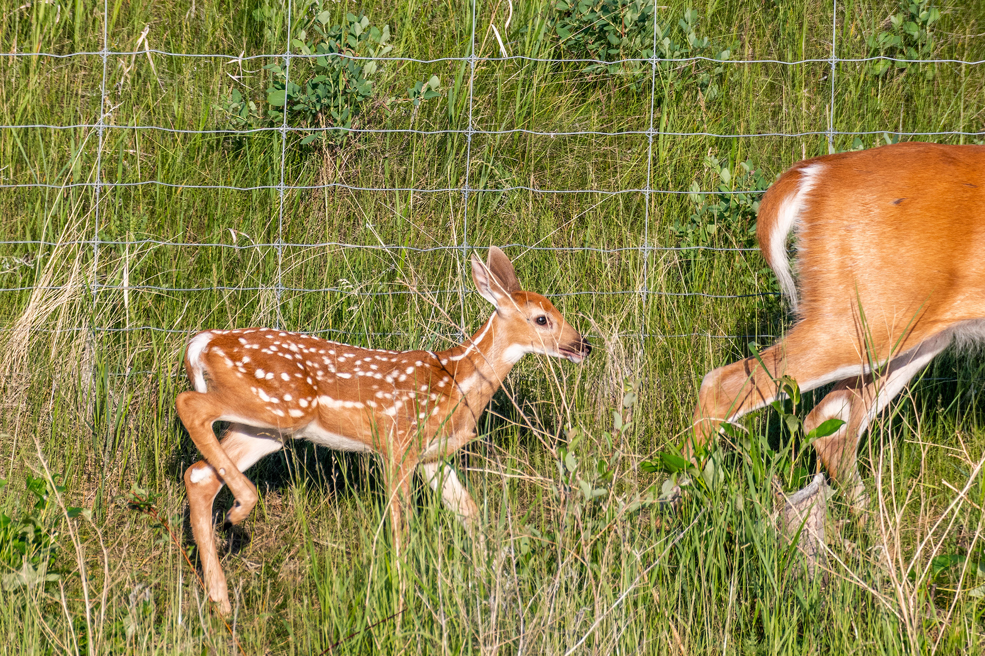 White-tailed Deer Fawn, Marshall Springs - Fish Creek Prov. Park, Calgary, AB