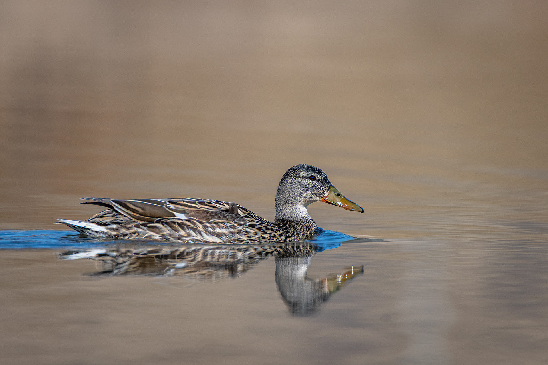 Mallard (female), Marshall Springs, Fish Creek Provincial Park, Calgary, AB