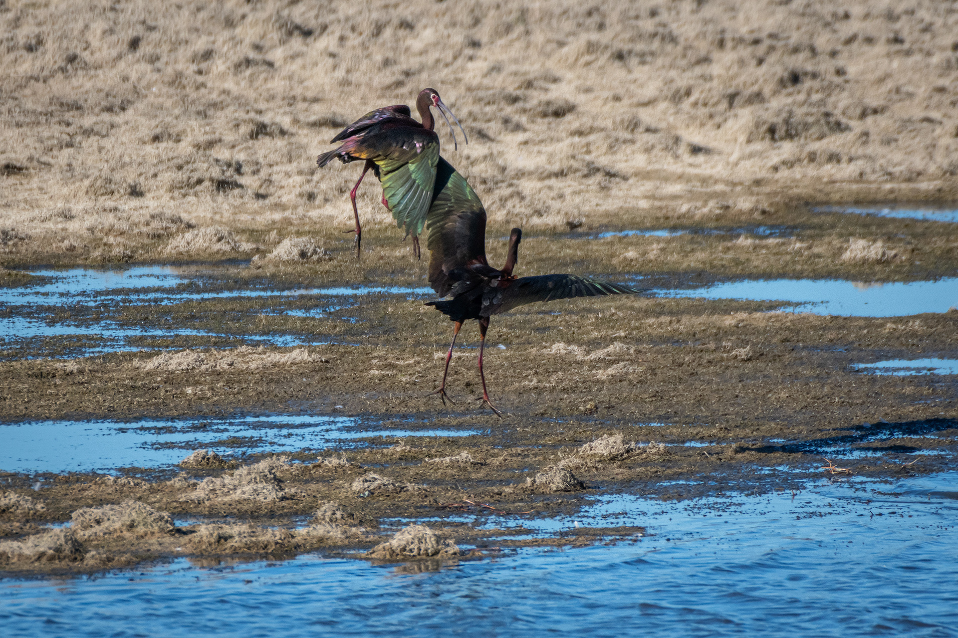 White-faced Ibises, Glenmore Reservoir, North Glenmore Park, Calgary, AB