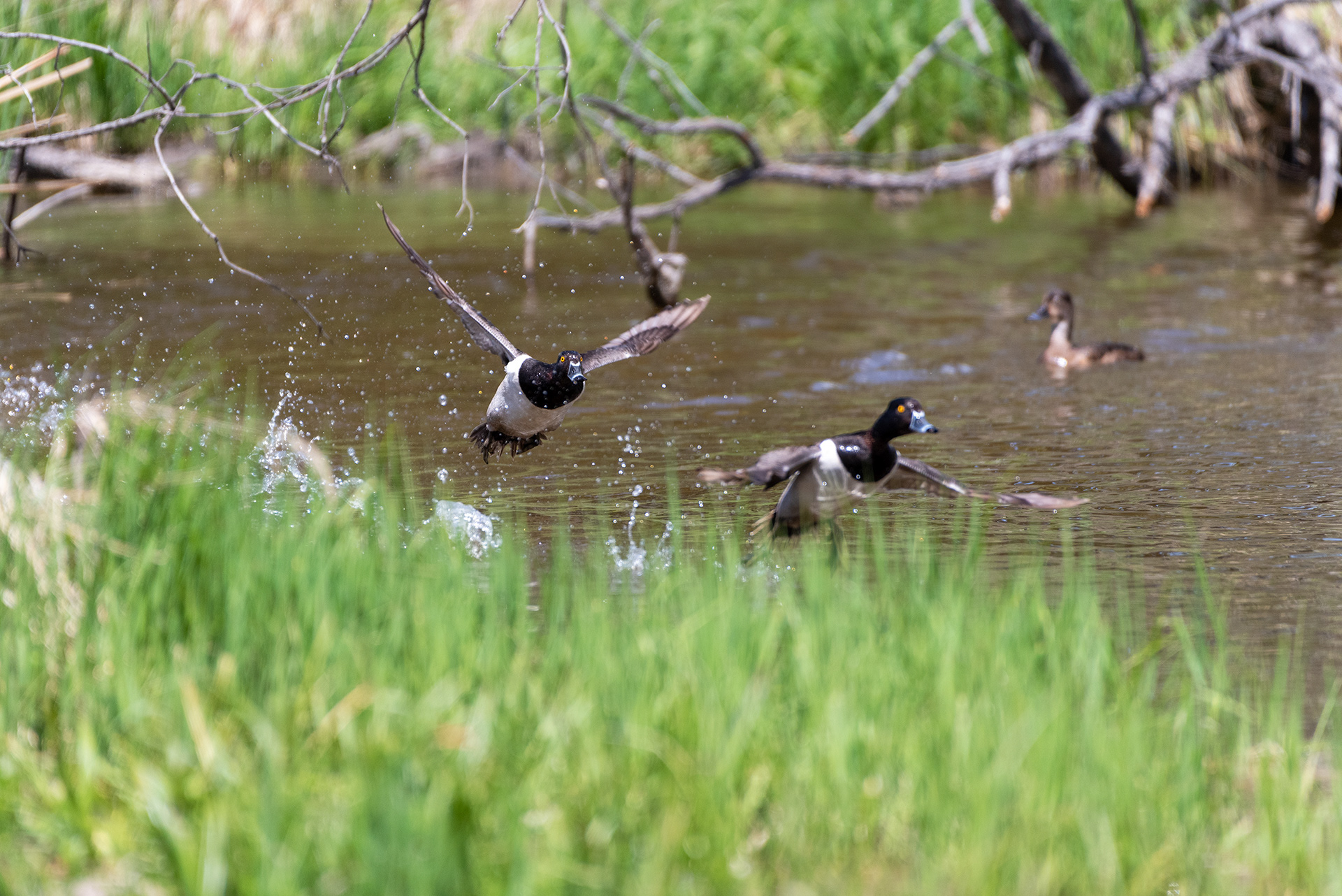 Ring-necked Ducks, Weaselhead Flats, Elbow River, Calgary, Alberta