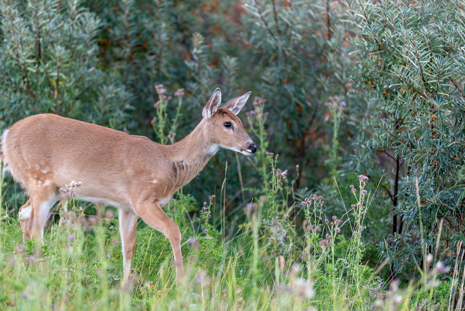 Young Deer at the Marshall Springs ponds in Fish Creek Provincial Park