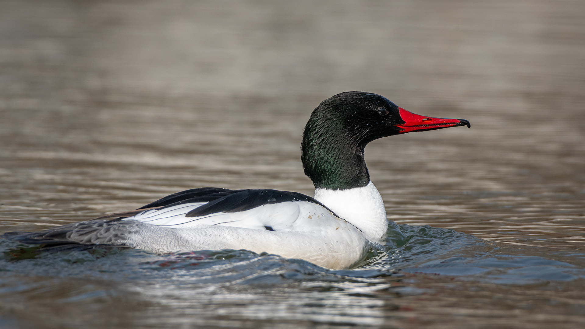 Common Merganser (male), near the Harvie Passage of the Bow River, Pearce Estate Park, Calgary, AB