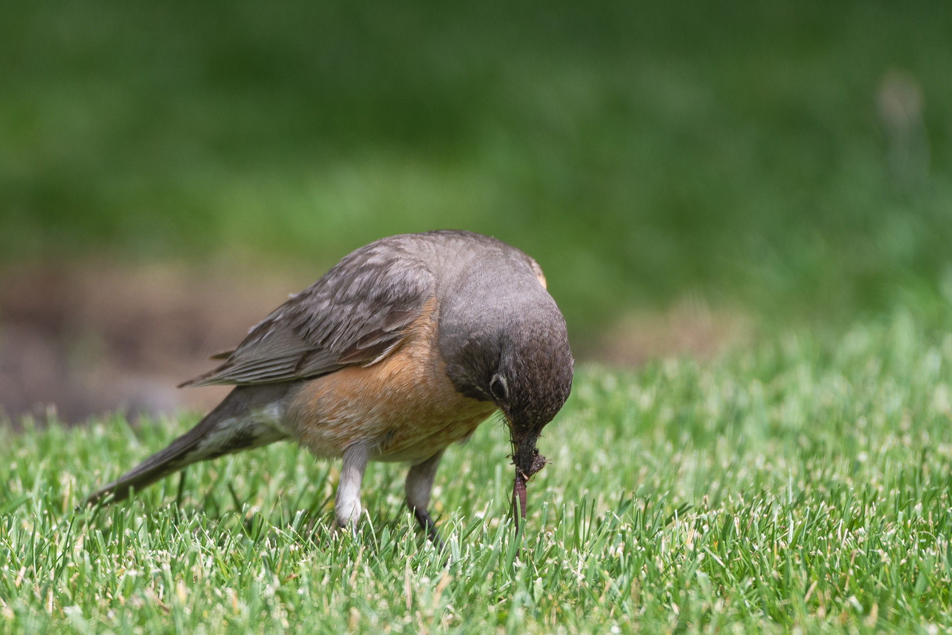 American Robin has a hold of another worm