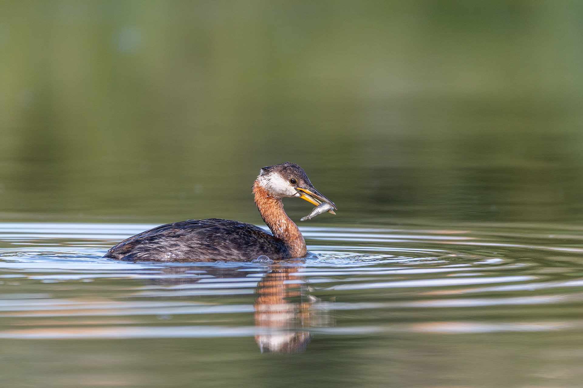 Red-necked Grebe (female), Marshall Springs - Fish Creek Prov. Park, Calgary, AB