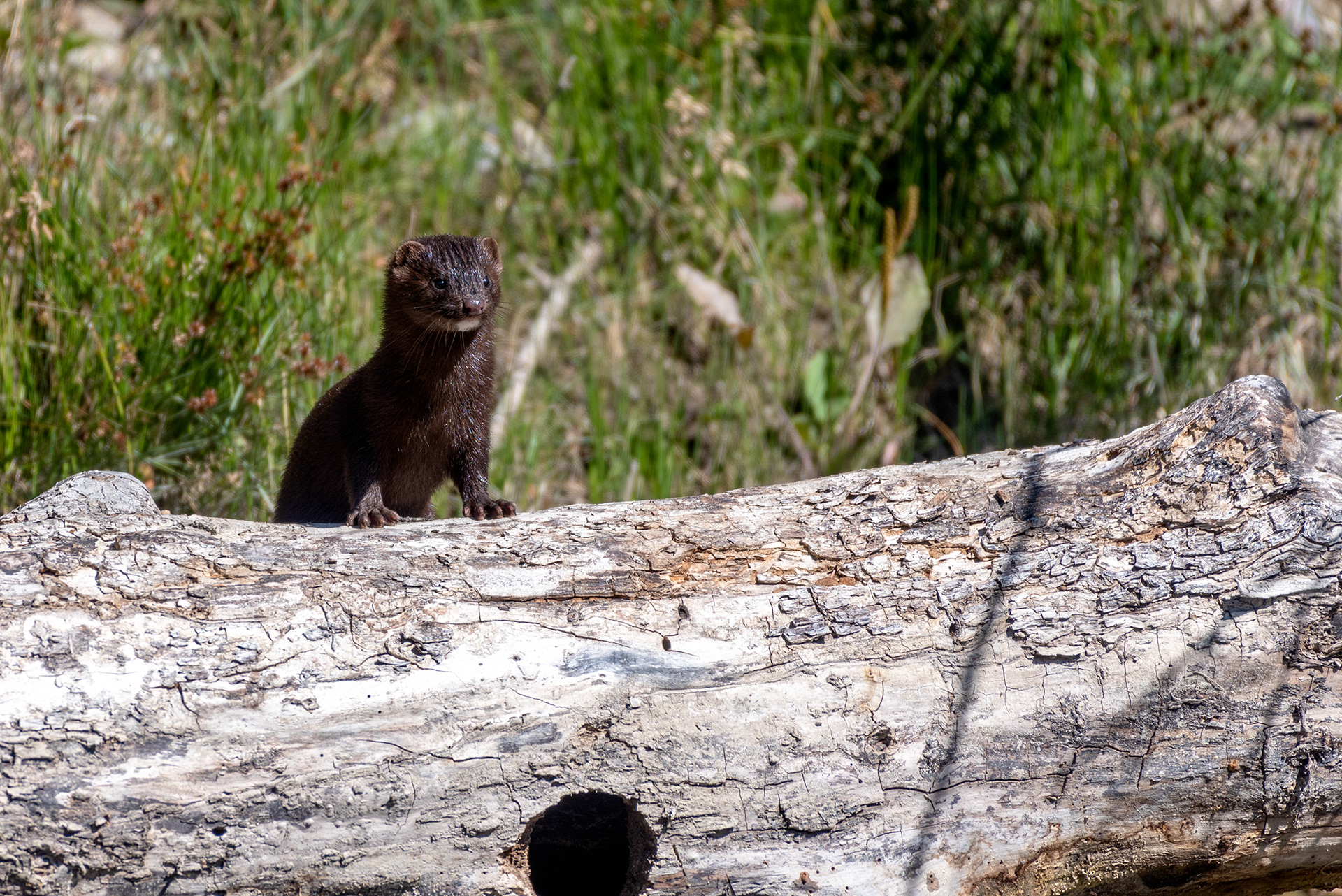 Mink