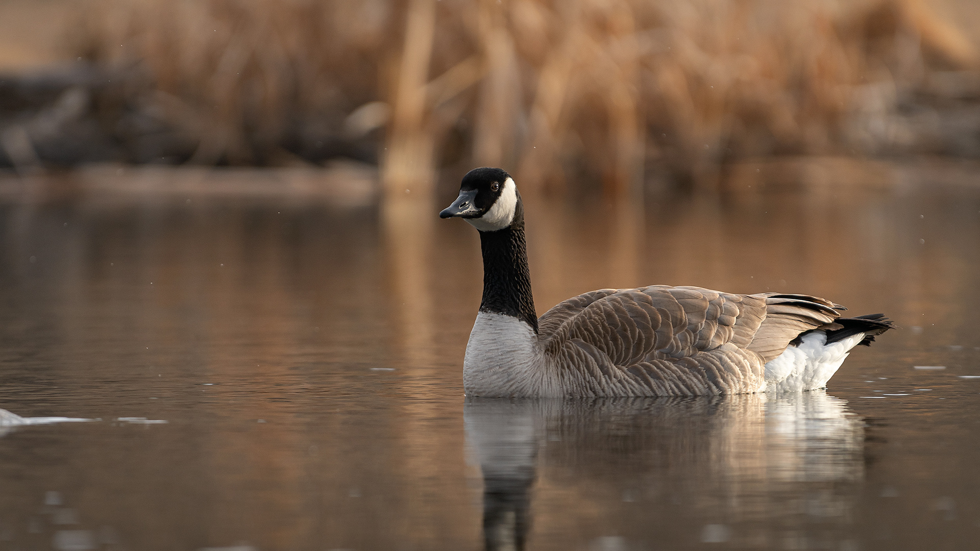 Canada Goose, Marshall Springs, Fish Creek Provincial Park, Calgary, AB