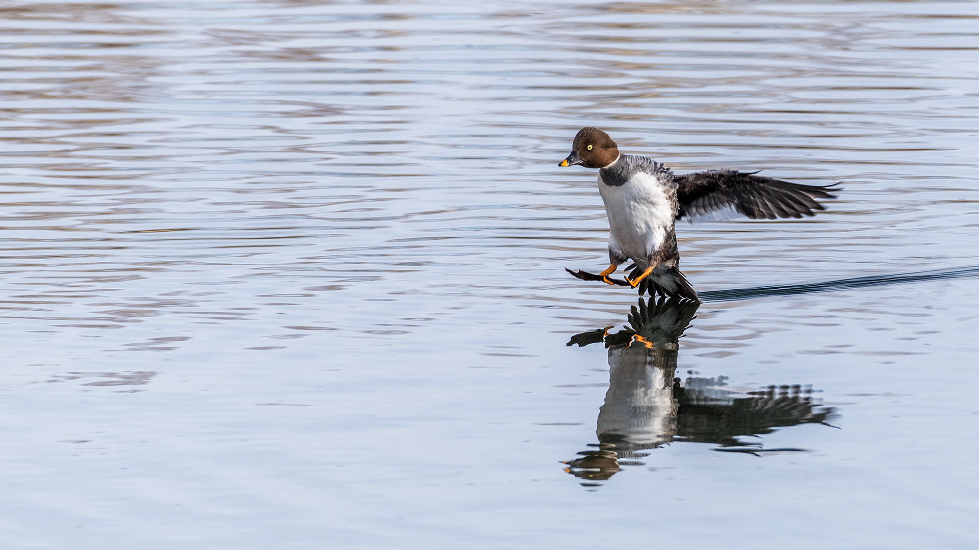 Common Goldeneye (female) landing at the Inglewood Bird Sanctuary & Nature Centre, Calgary, Alberta