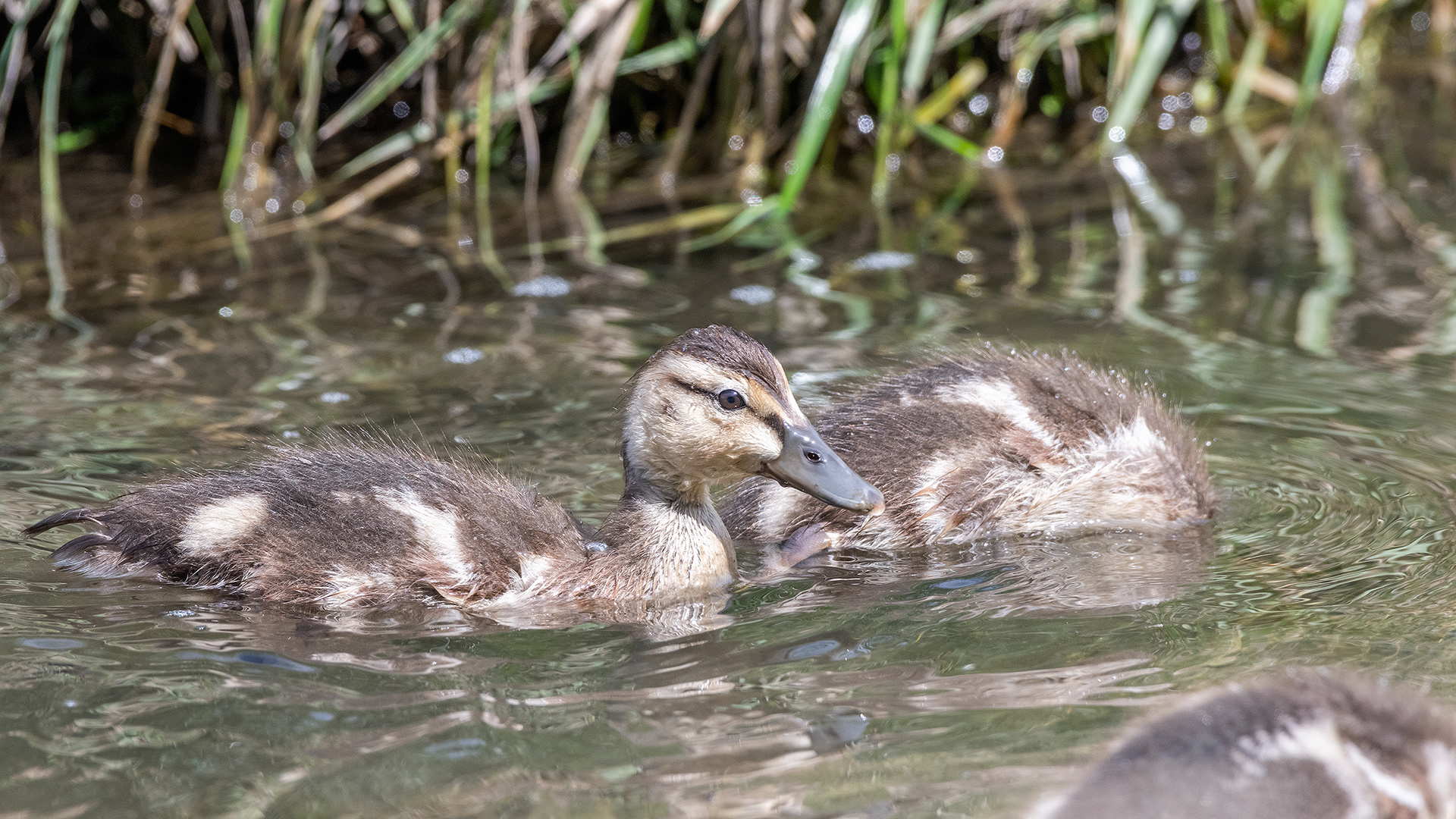 Mallard Ducklings near the Marshall Springs ponds in Fish Creek Provincial Park, Calgary, Alberta