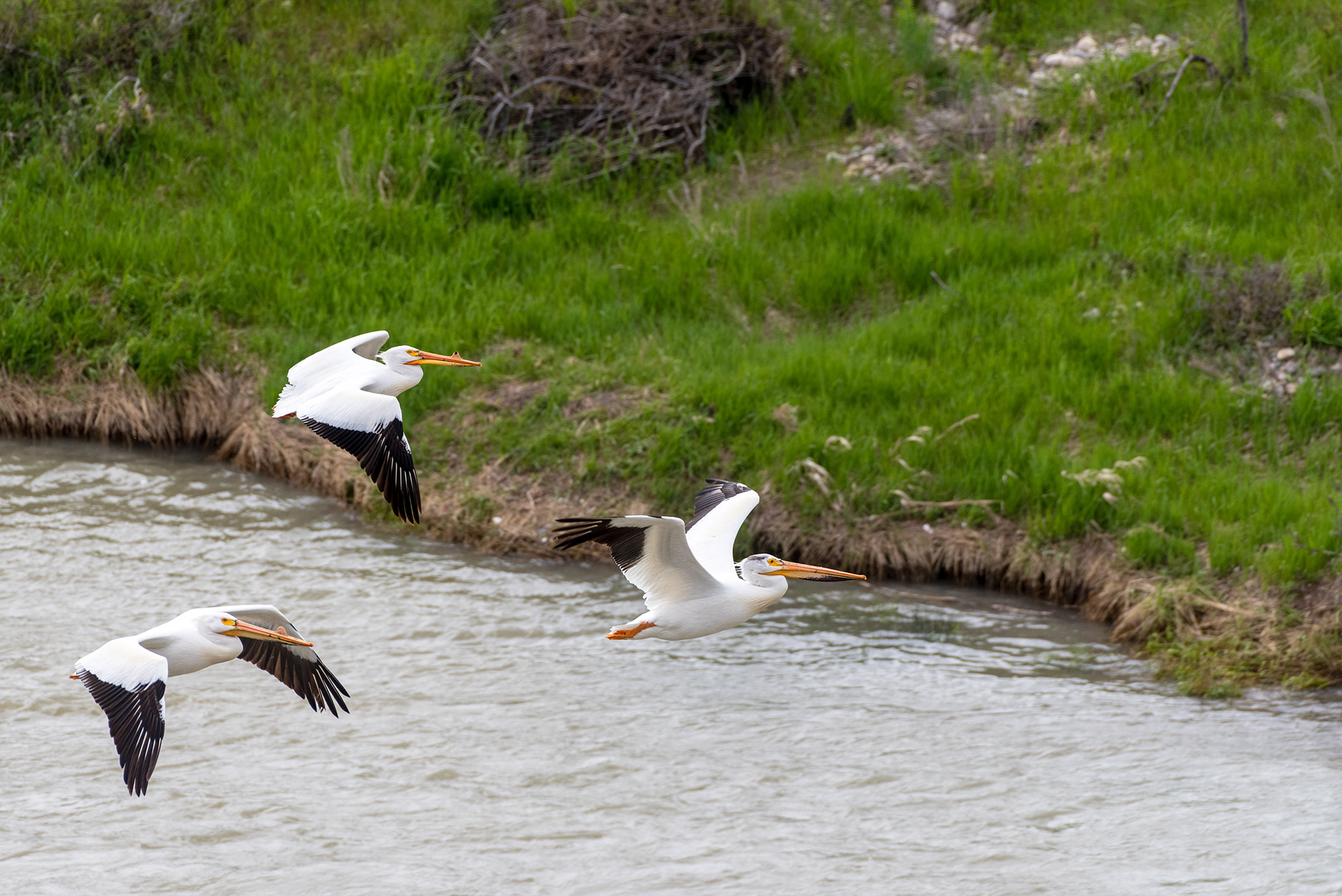 American White Pelicans, Patterson Homestead Memorial Park, Bow River, Calgary, Alberta