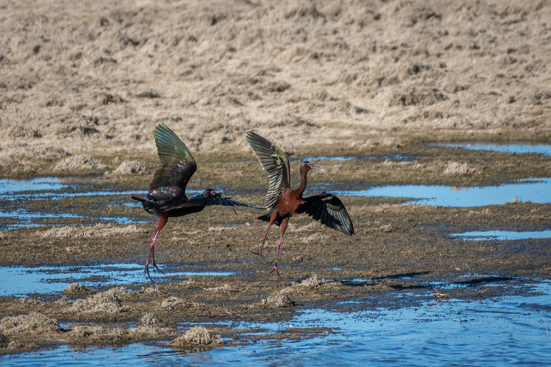 White-faced Ibises, Glenmore Reservoir, North Glenmore Park, Calgary, AB