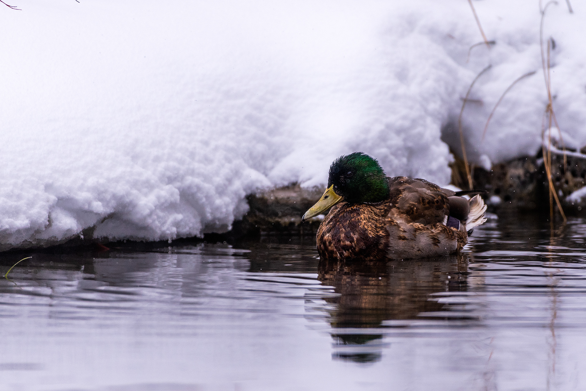 Mallard at the Marshall Springs area of Fish Creek Provincial Park