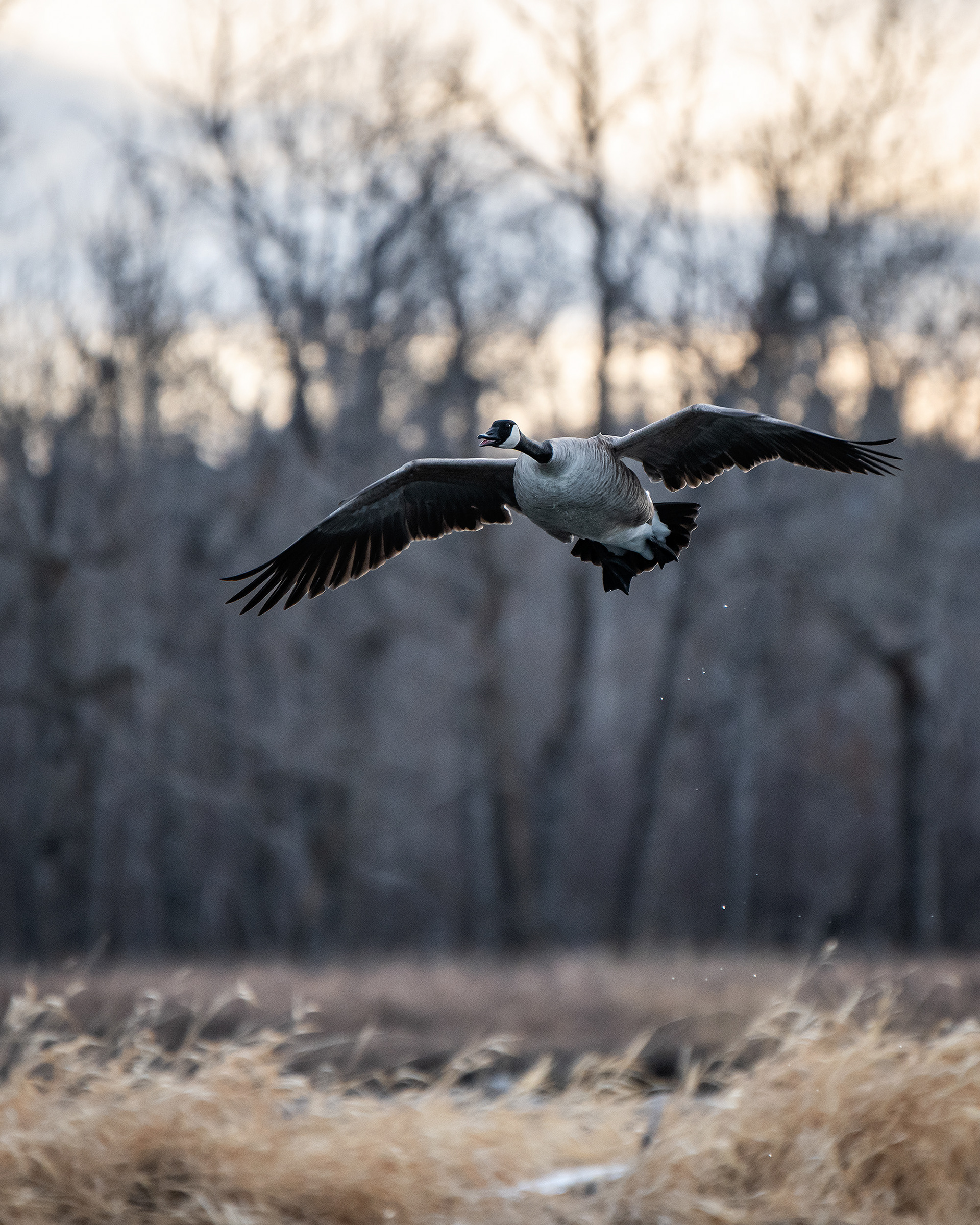 Canada Goose in flight, near the Mallard Point area of Fish Creek Provincial Park, Calgary, AB