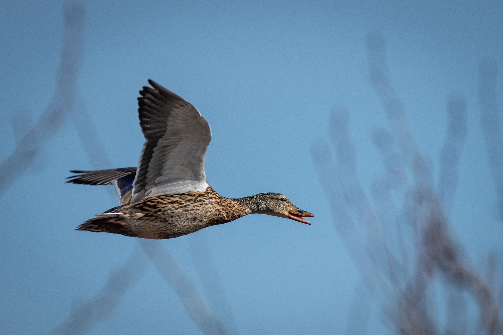 Mallard (female) in flight, near the Harvie Passage of the Bow River, Pearce Estate Park, Calgary, AB