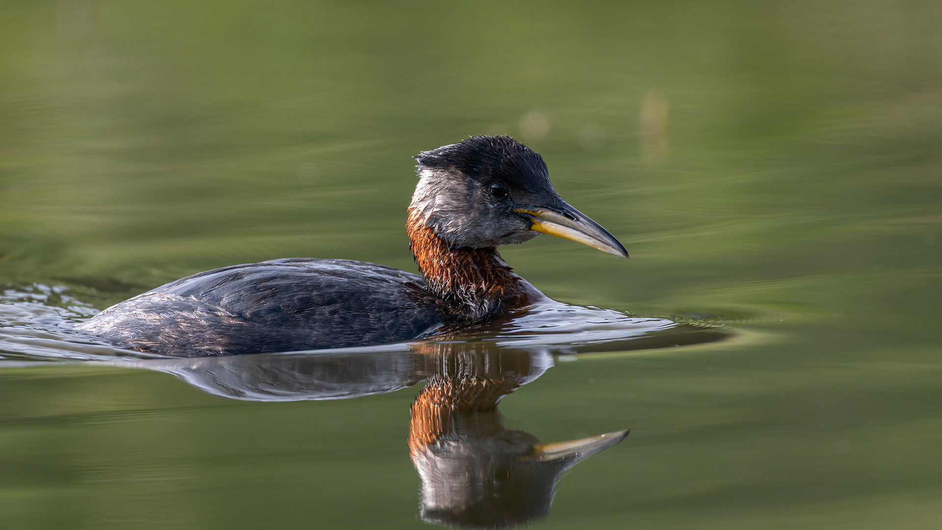 Red-necked Grebe, Marshall Springs ponds, Fish Creek Provincial Park, Calgary, AB