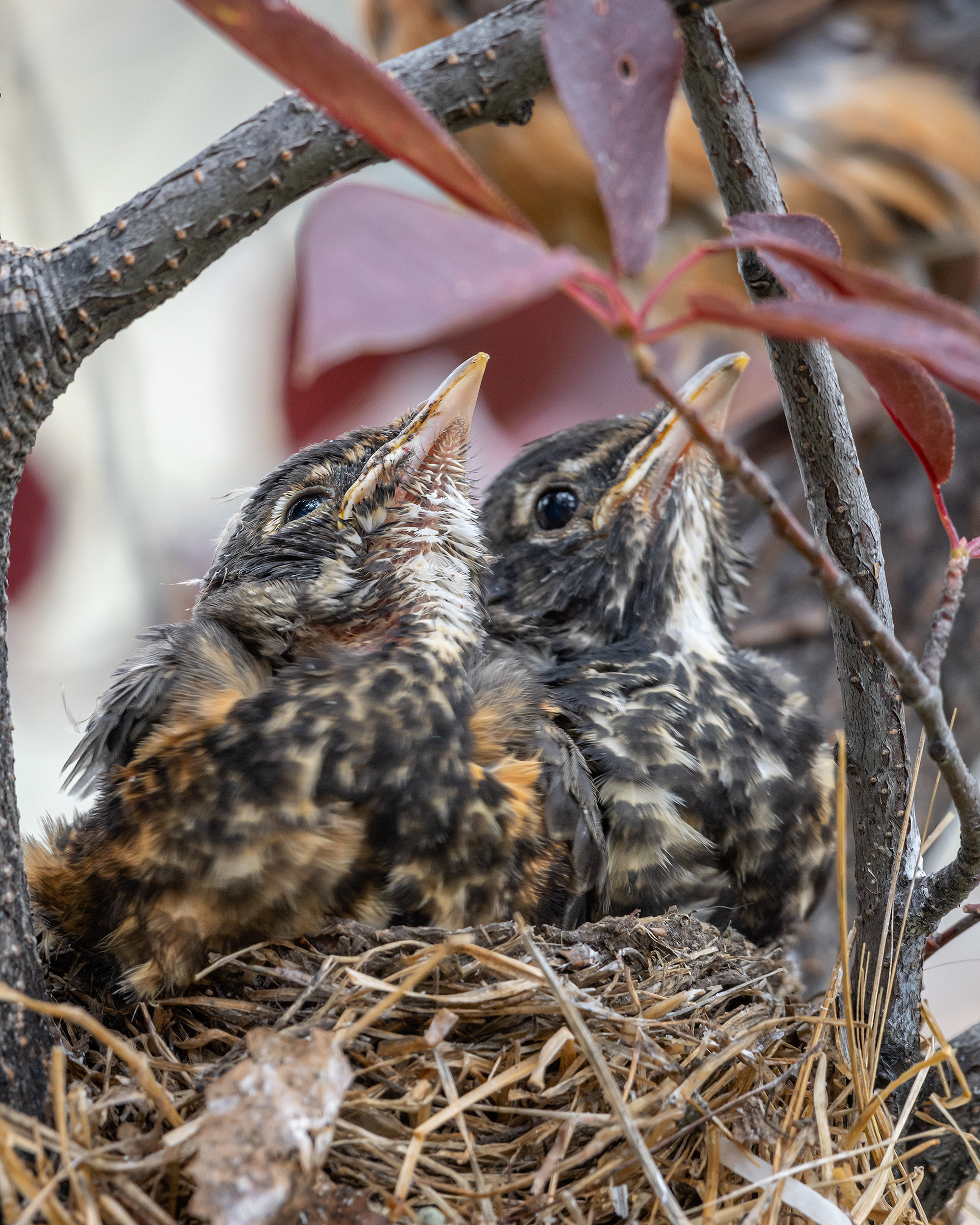 American Robin chicks, Bridlewood, Calgary, AB