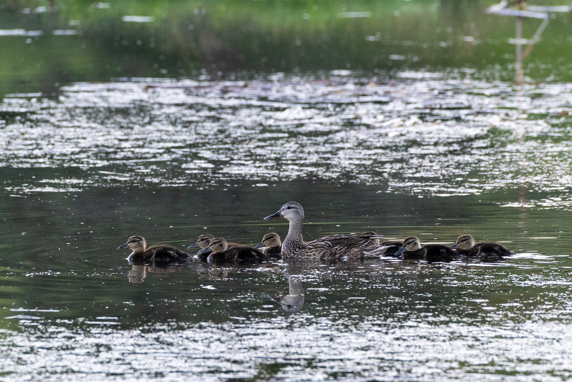 Mallard with ducklings