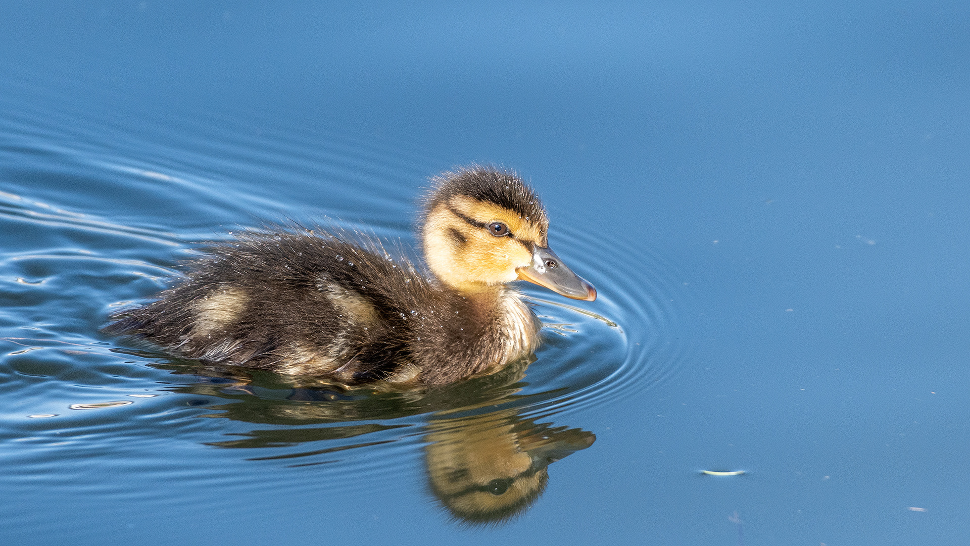 Mallard duckling at Bridlewood Wetlands Park, Calgary, Alberta