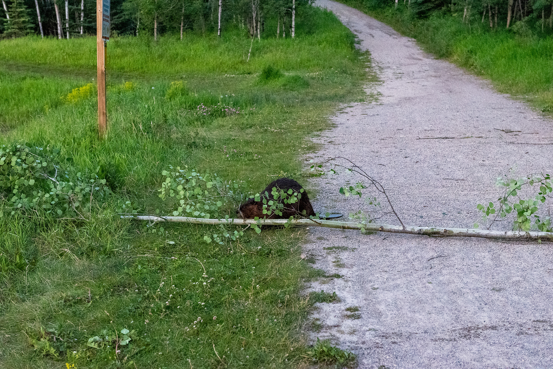 Beaver dragging a freshly downed tree across a footpath