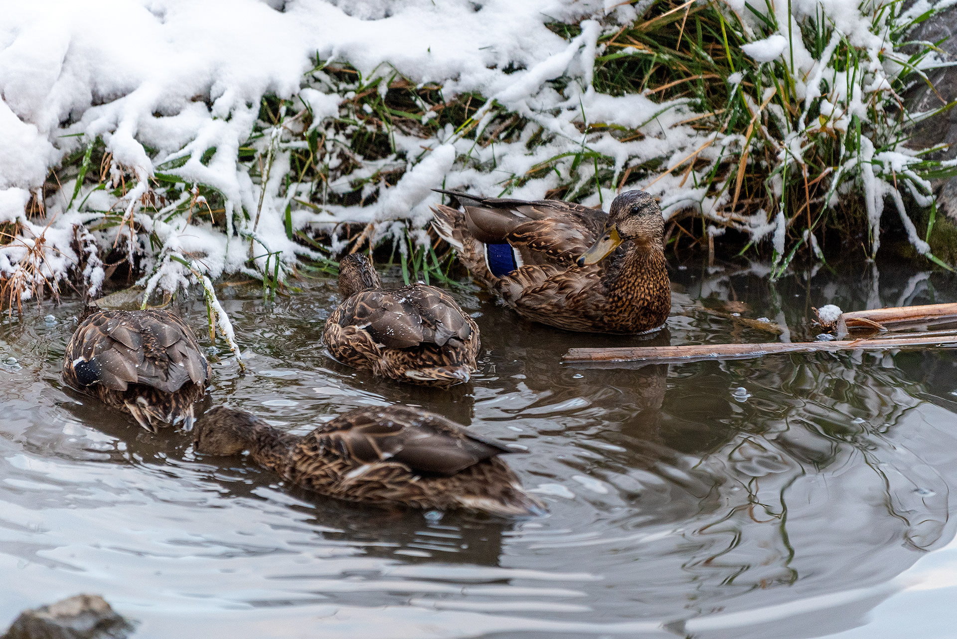 Mallards getting in some last minute feeding before the pond water freezes over for the winter at the Marshall Springs ponds in Fish Creek Provincial Park