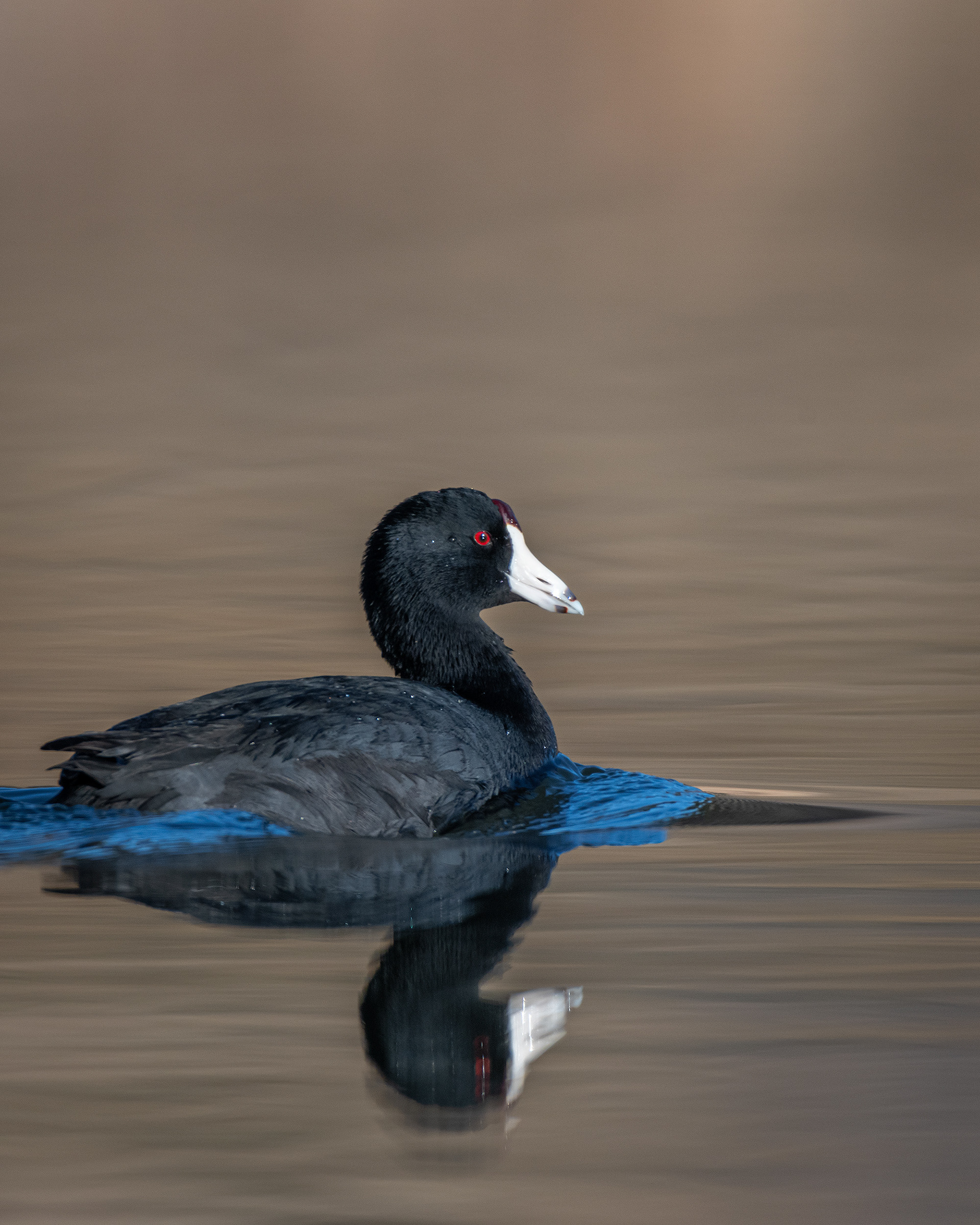 American Coot, Marshall Springs, Fish Creek Provincial Park, Calgary, AB
