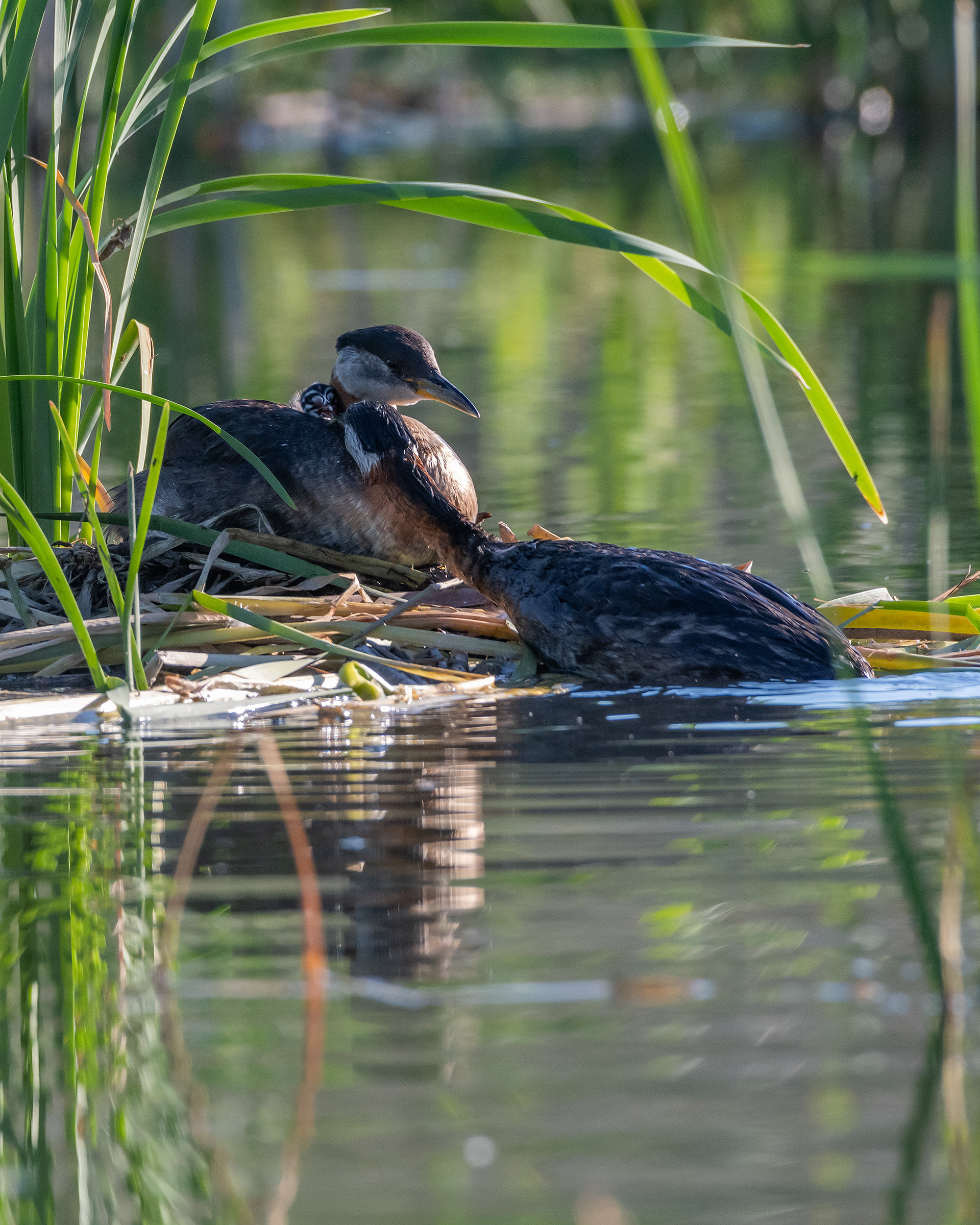 Red-necked Grebe pair at their nest with their one day old chick (Dad brought some food for the chick), Marshall Springs - Fish Creek Prov. Park, Calgary, AB
