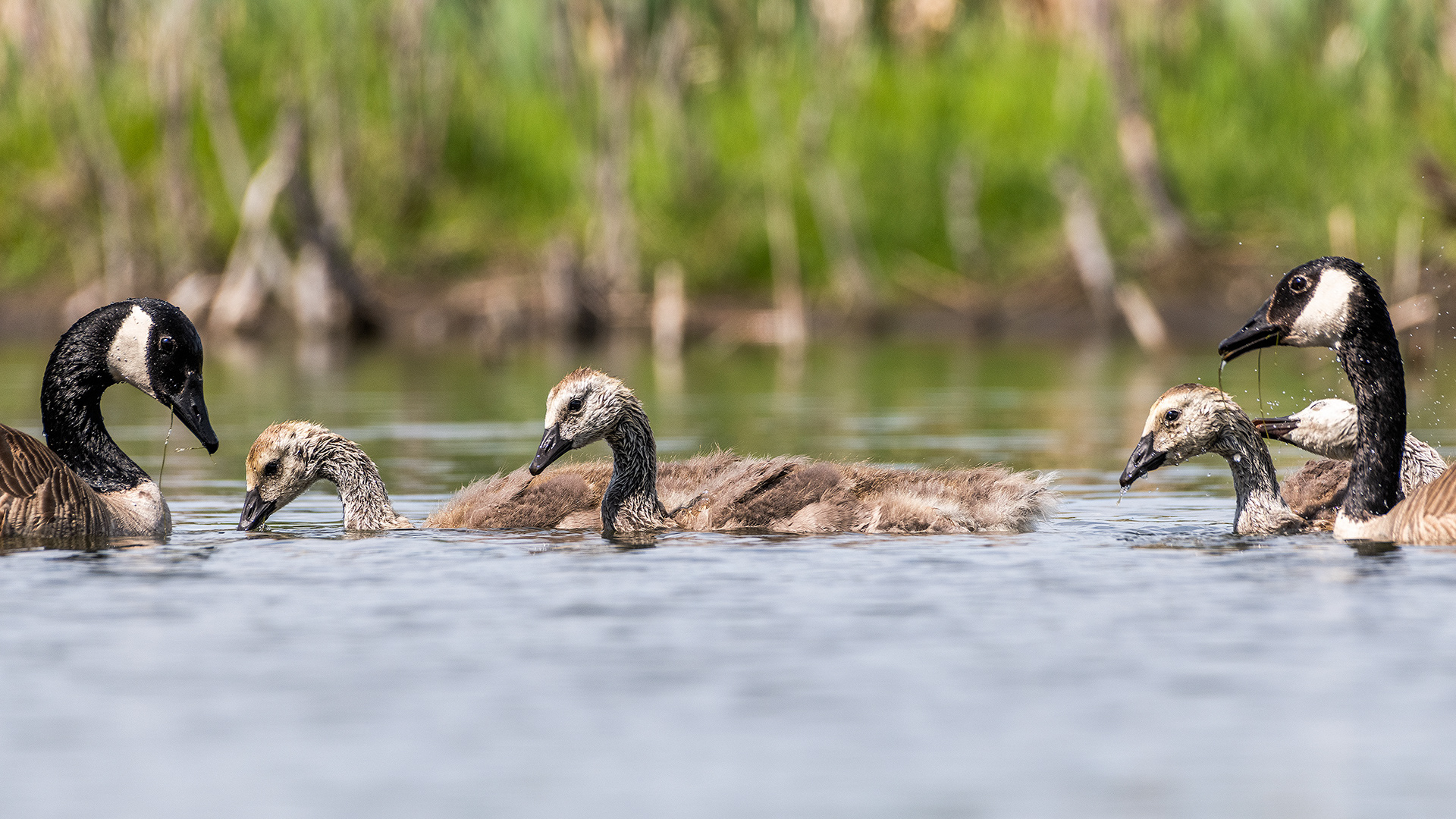 Canada Goose family at the Marshall Springs ponds in Fish Creek Provincial Park, Calgary, Alberta