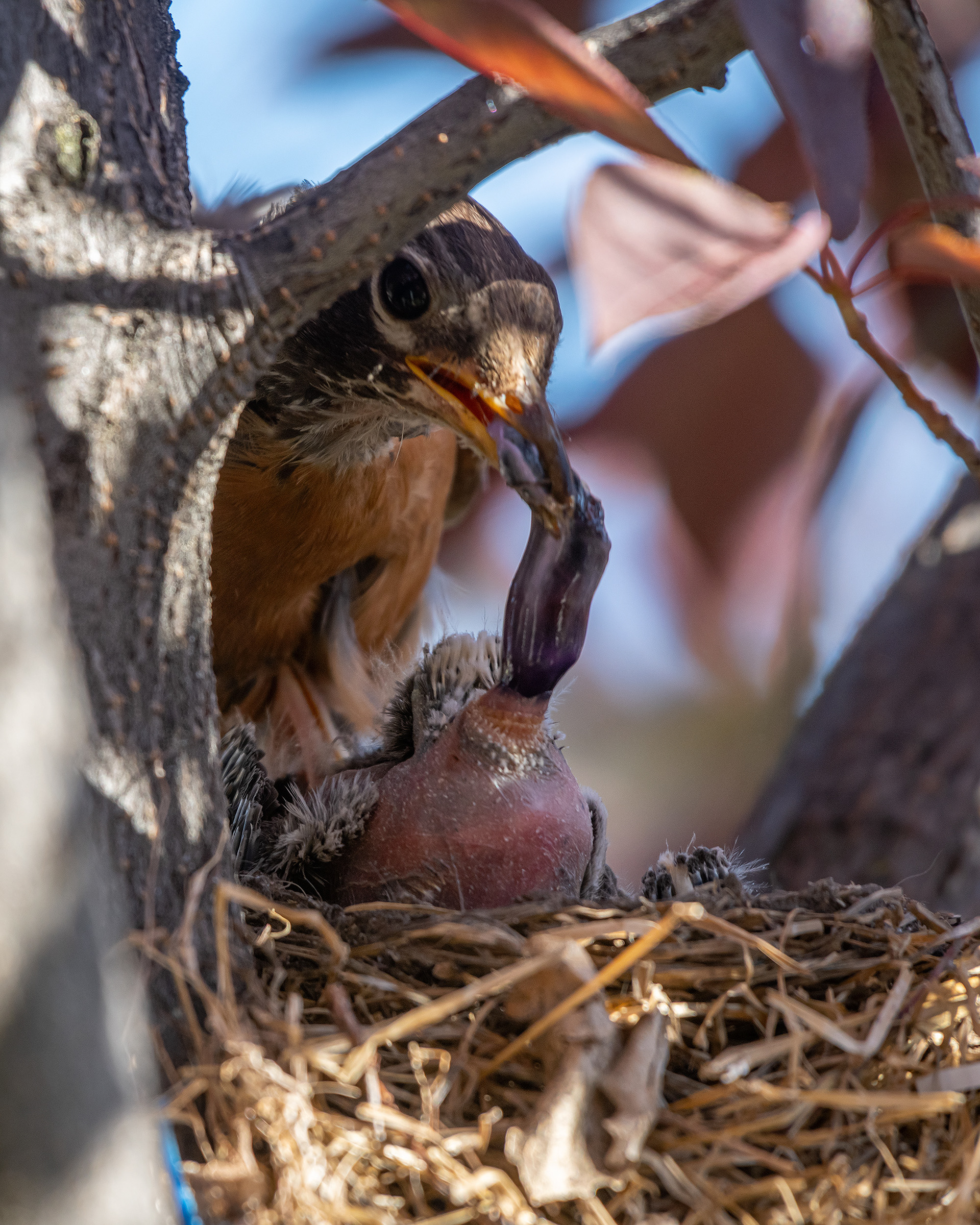 American Robin (female) with hatchling (back end), Bridlewood, Calgary, AB