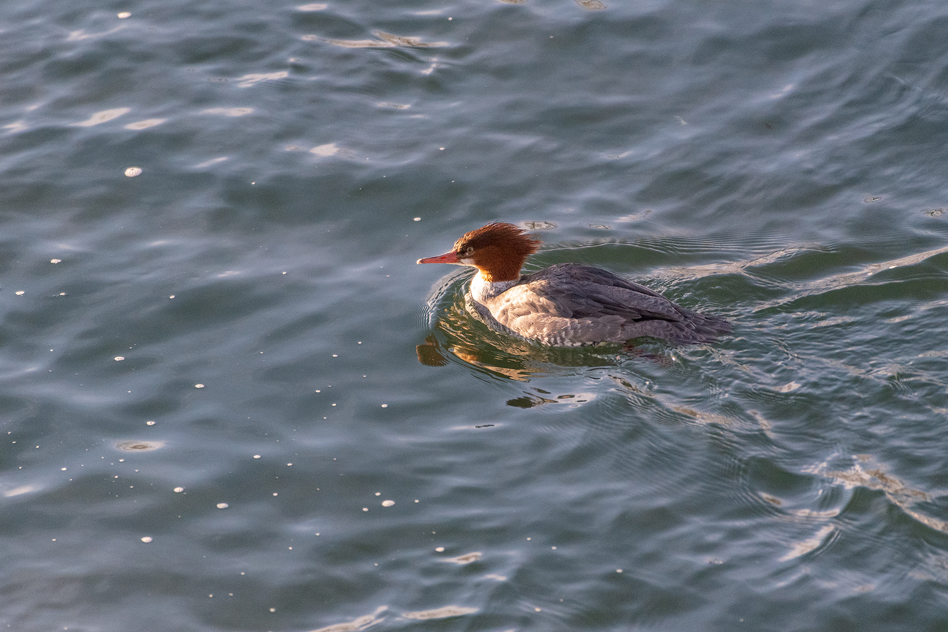 Common Merganser (female) on the Bow River, near Carburn Park