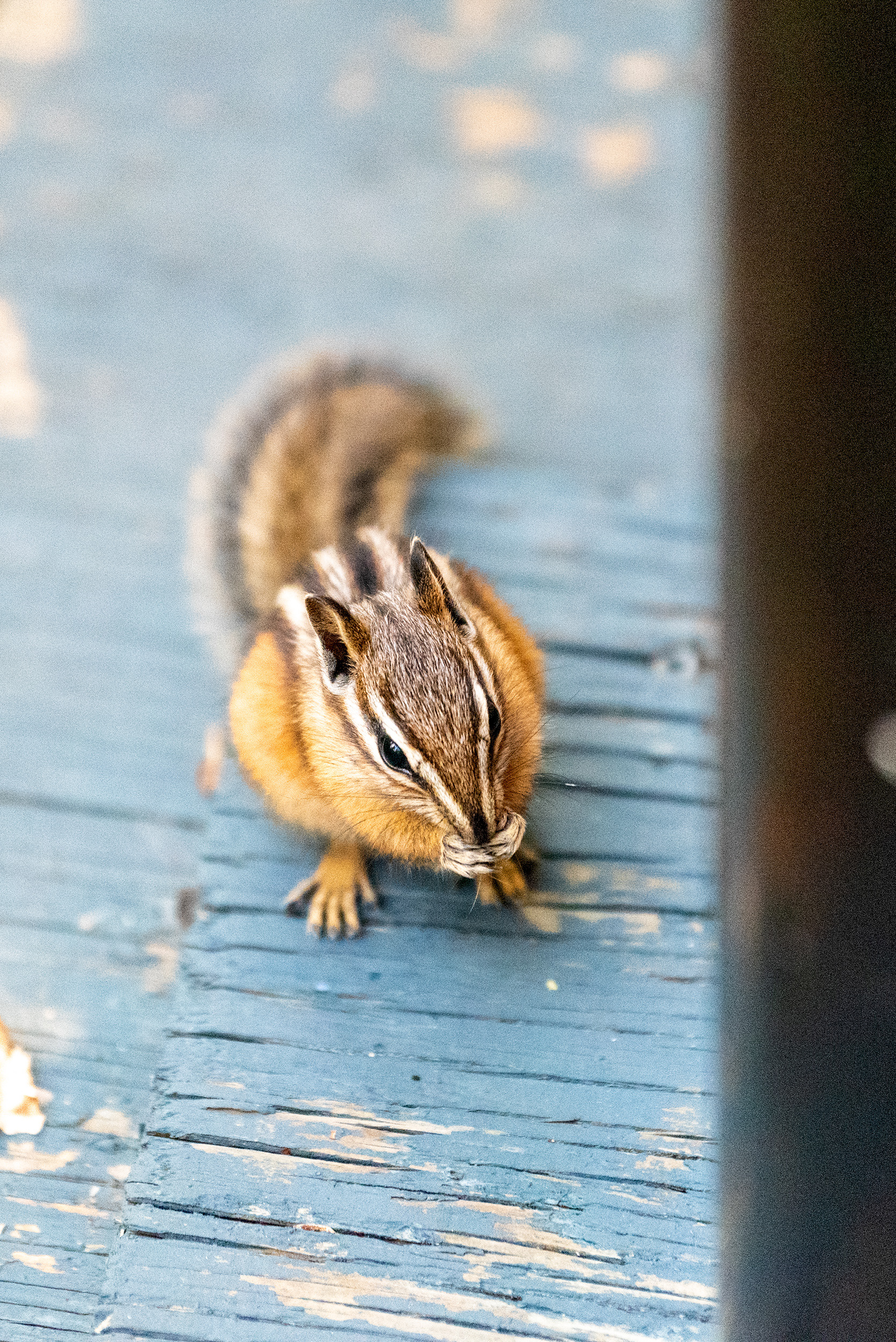 Chipmunk