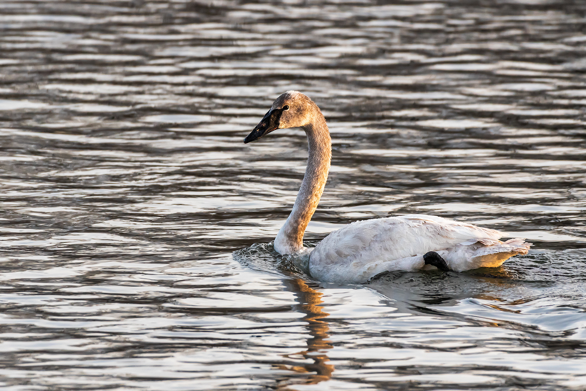 Trumpeter Swan (in early morning golden light) near Mallard Point, Fish Creek Prov. Park, Calgary, AB