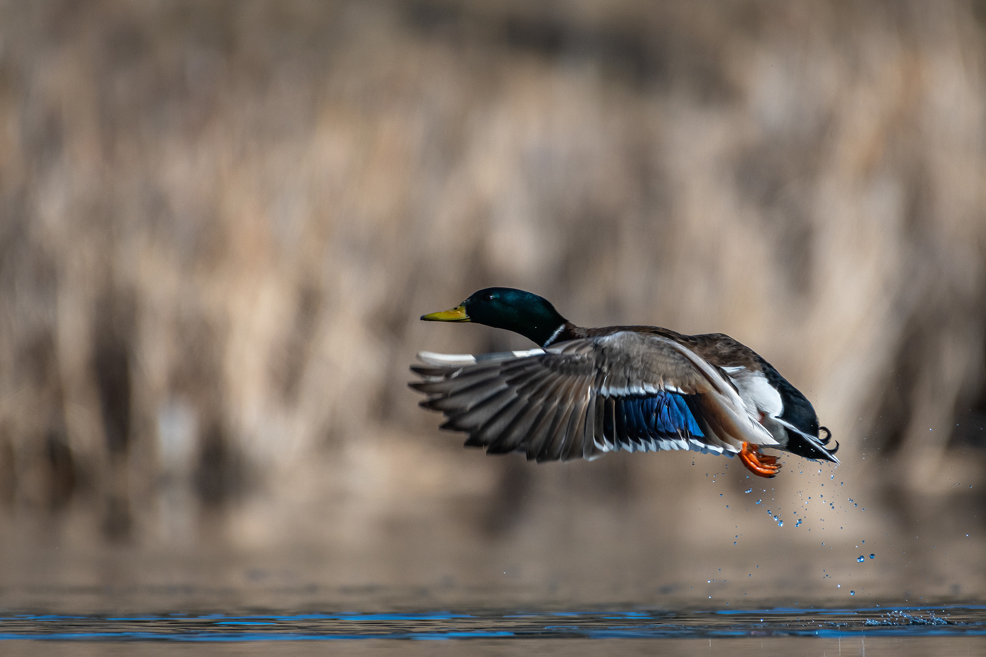 Mallard (male), Marshall Springs, Fish Creek Provincial Park, Calgary, AB
