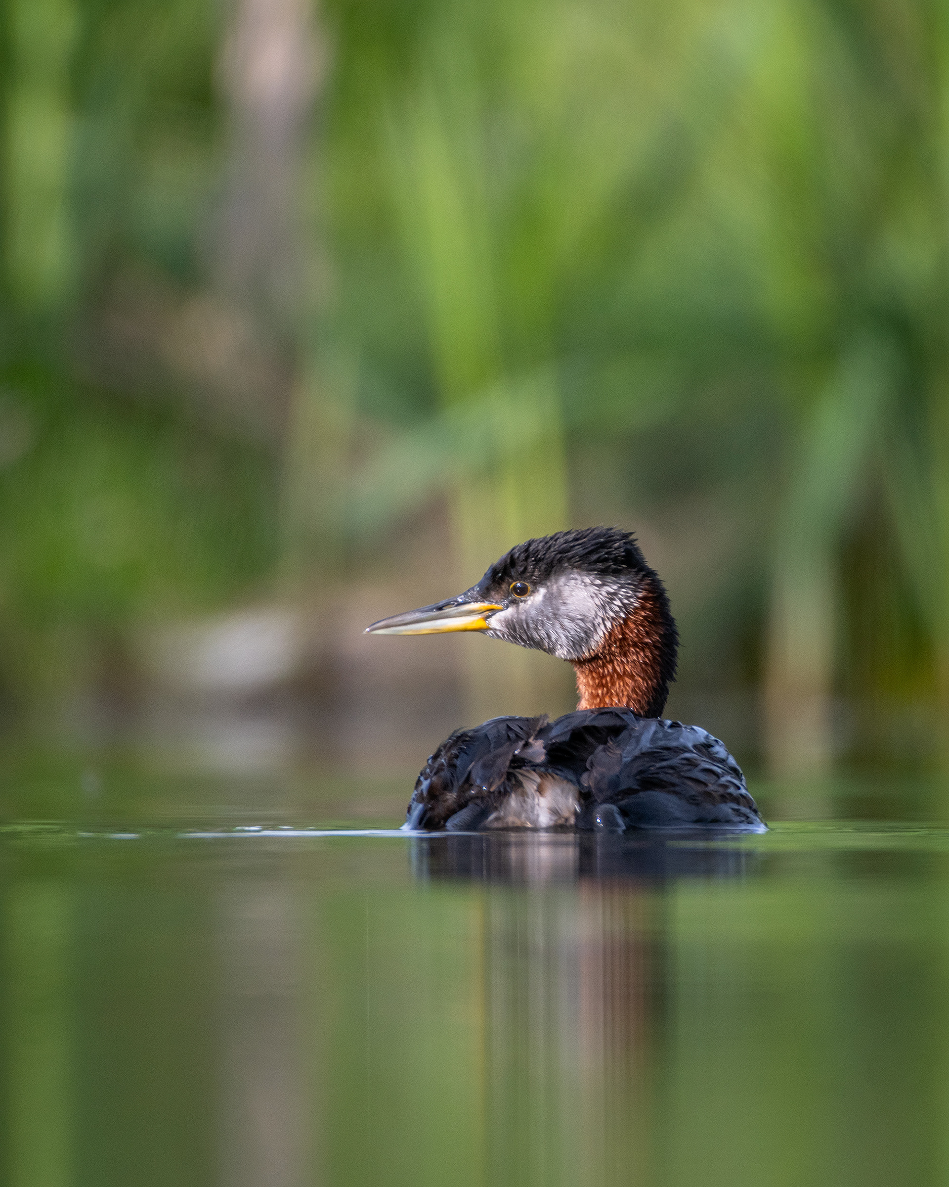 Red-necked Grebe, Marshall Springs ponds, Fish Creek Provincial Park, Calgary, AB