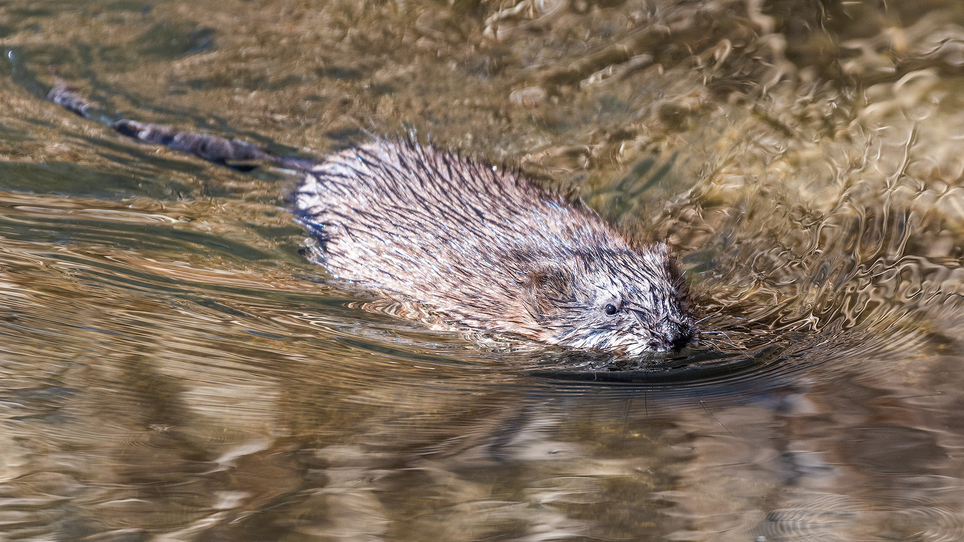 Muskrat at Bridlewood Wetlands Park, Calgary, Alberta