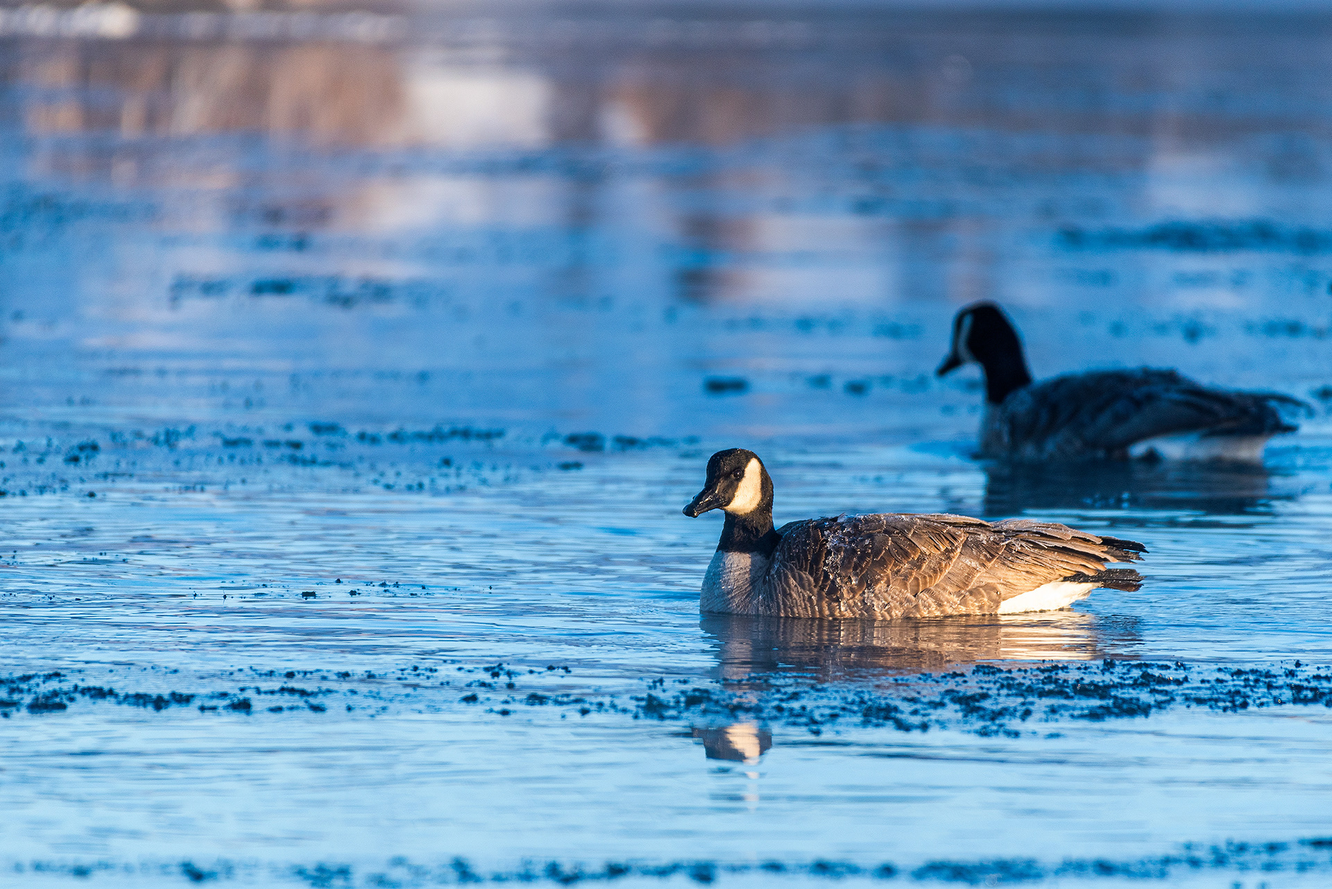 Canada Goose pair (female looking over) on the Bow River in the Mallard Point area of Fish Creek Provincial Park