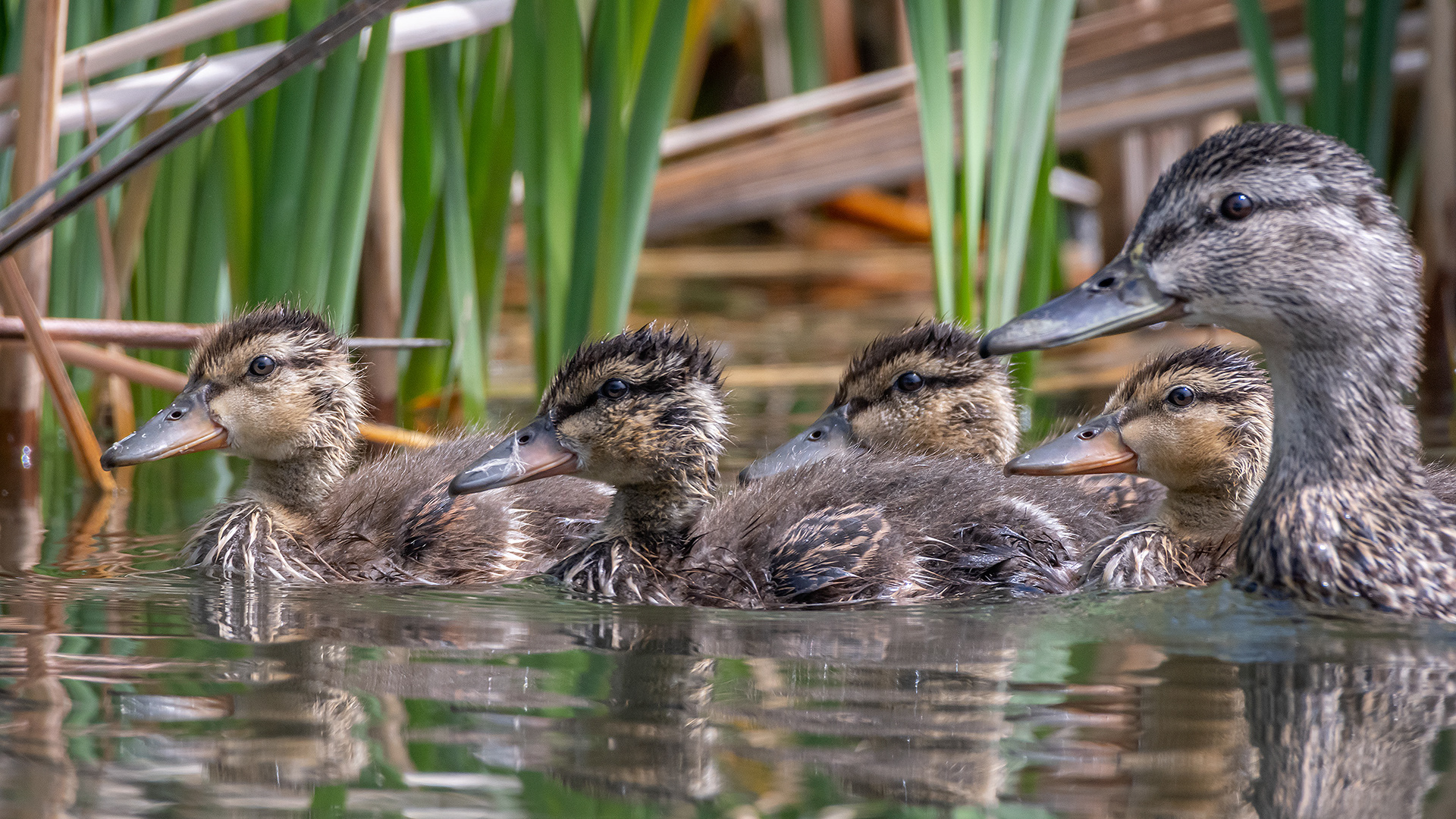 Mallard family, Marshall Springs ponds, Fish Creek Provincial Park, Calgary, AB