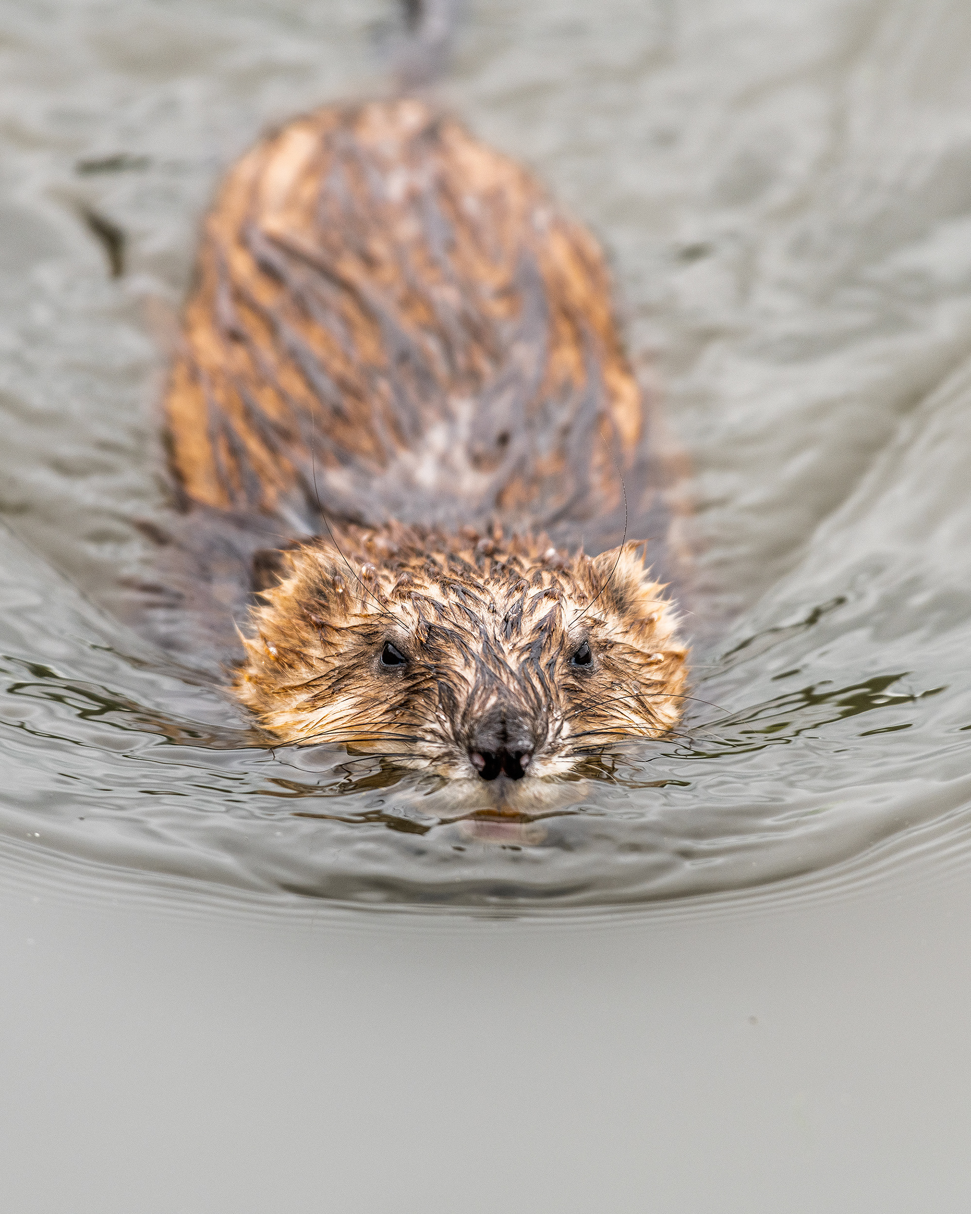 Muskrat, Marshall Springs - Fish Creek Prov. Park, Calgary, AB
