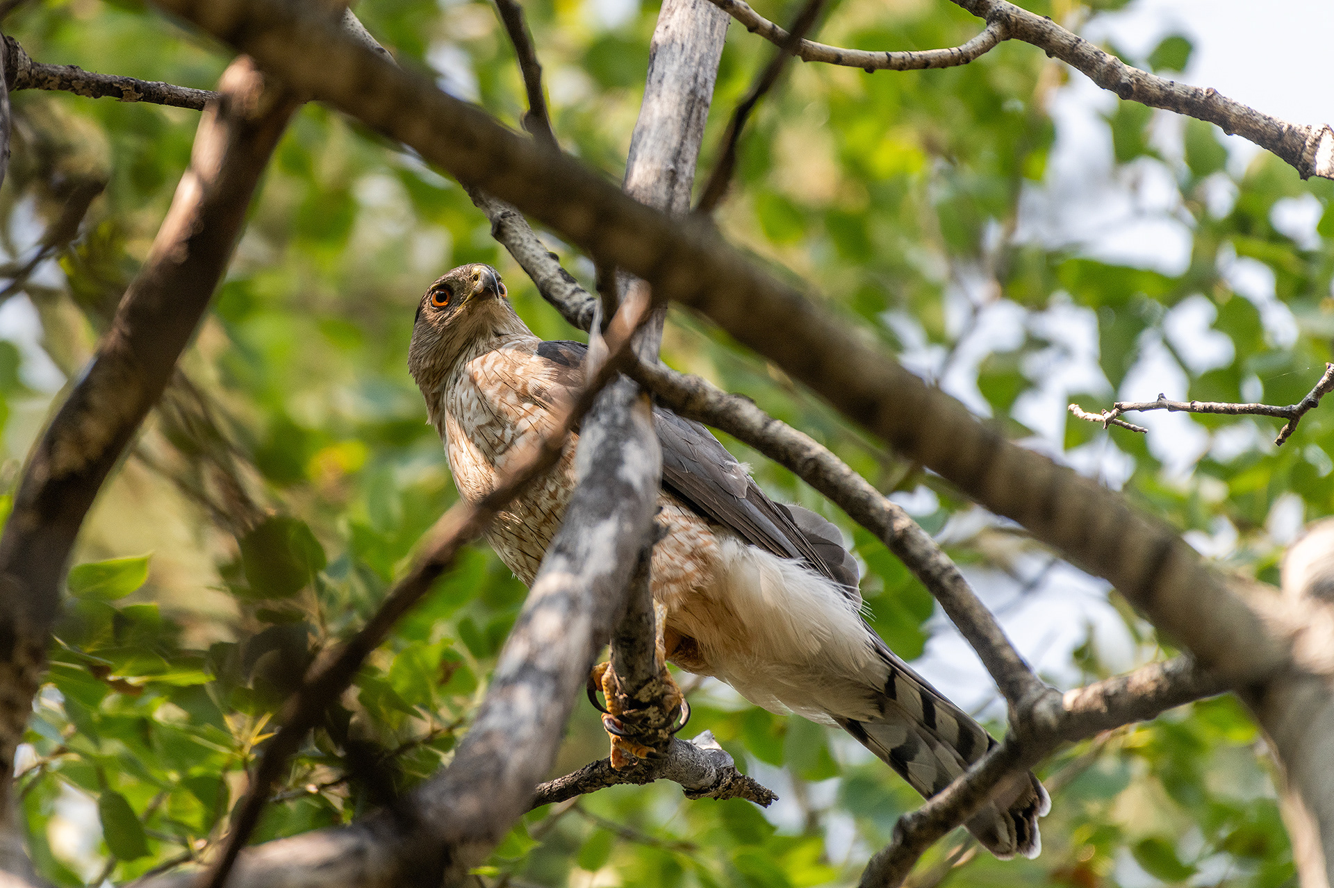 Cooper's Hawk, Marshall Springs - Fish Creek Prov. Park, Calgary, AB