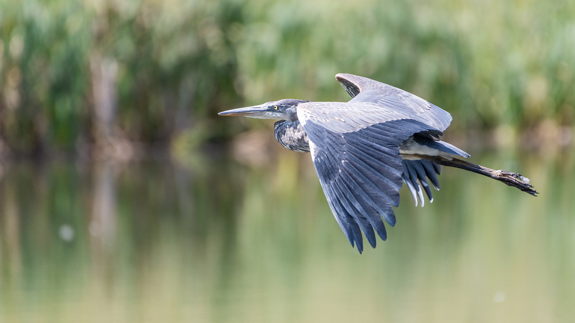 Great Blue Heron (in flight), Marshall Springs - Fish Creek Prov. Park, Calgary, AB
