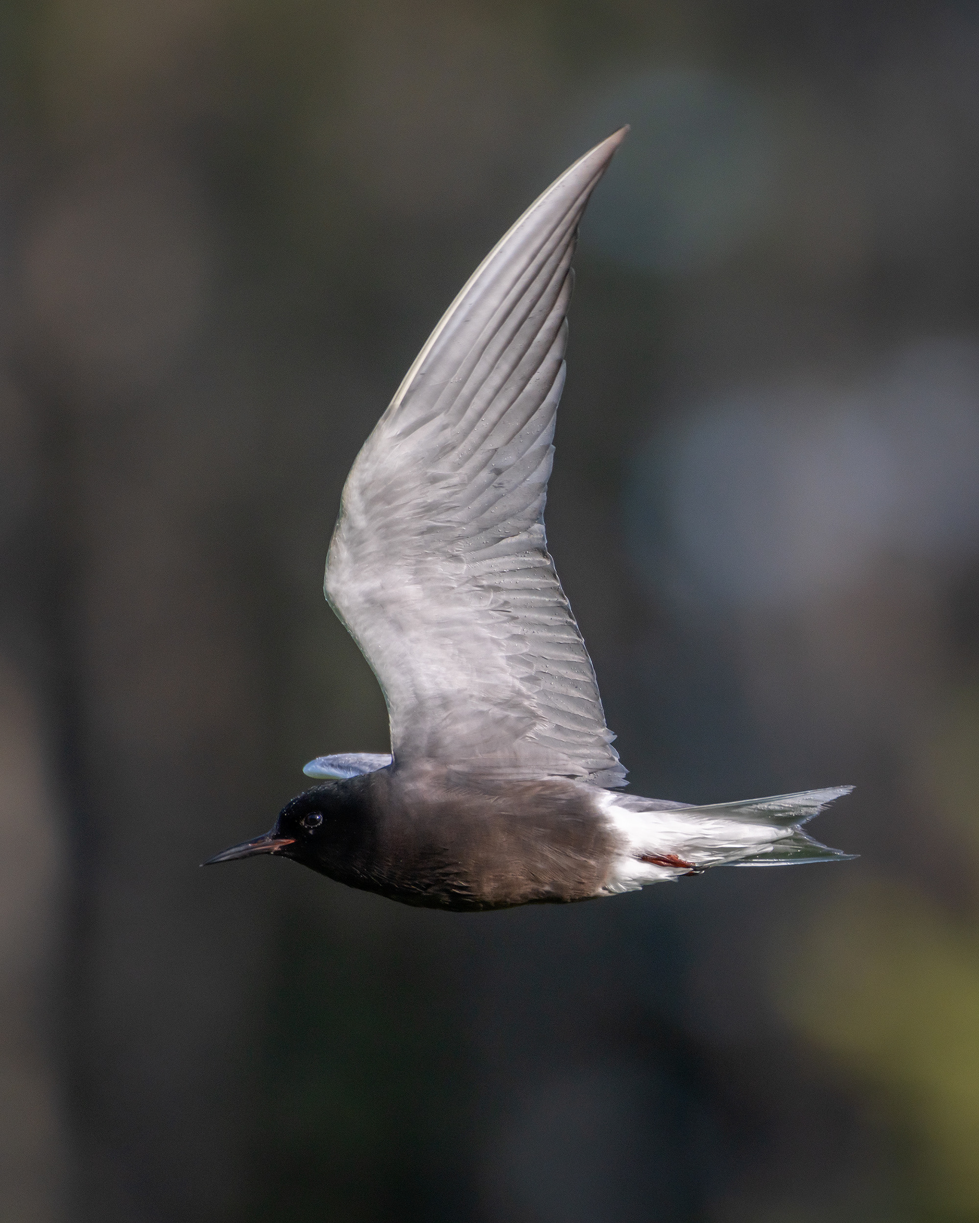 Black Tern (in flight), Marshall Springs ponds, Fish Creek Provincial Park, Calgary, AB