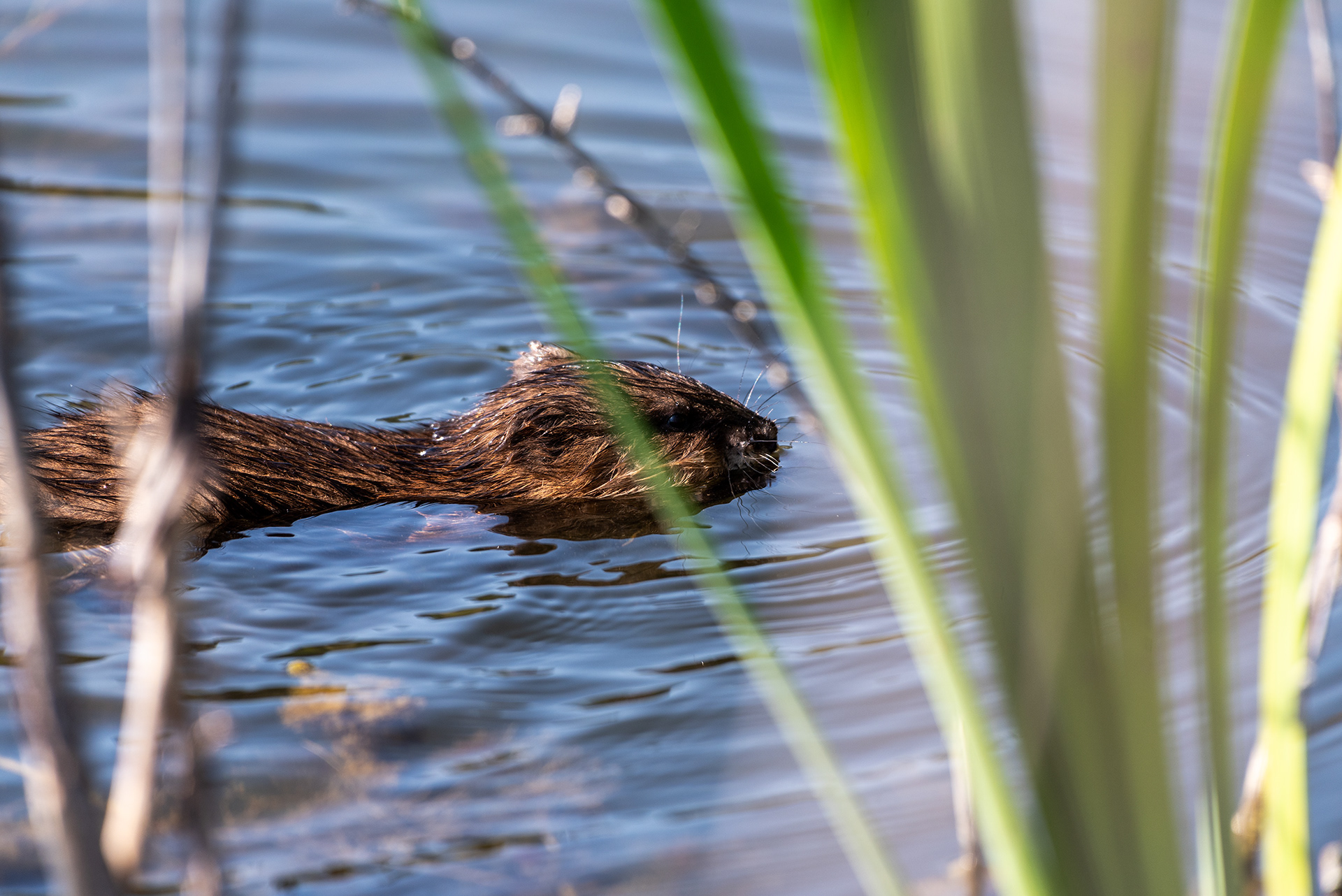 Young Beaver at the Marshall Springs ponds in Fish Creek Provincial Park