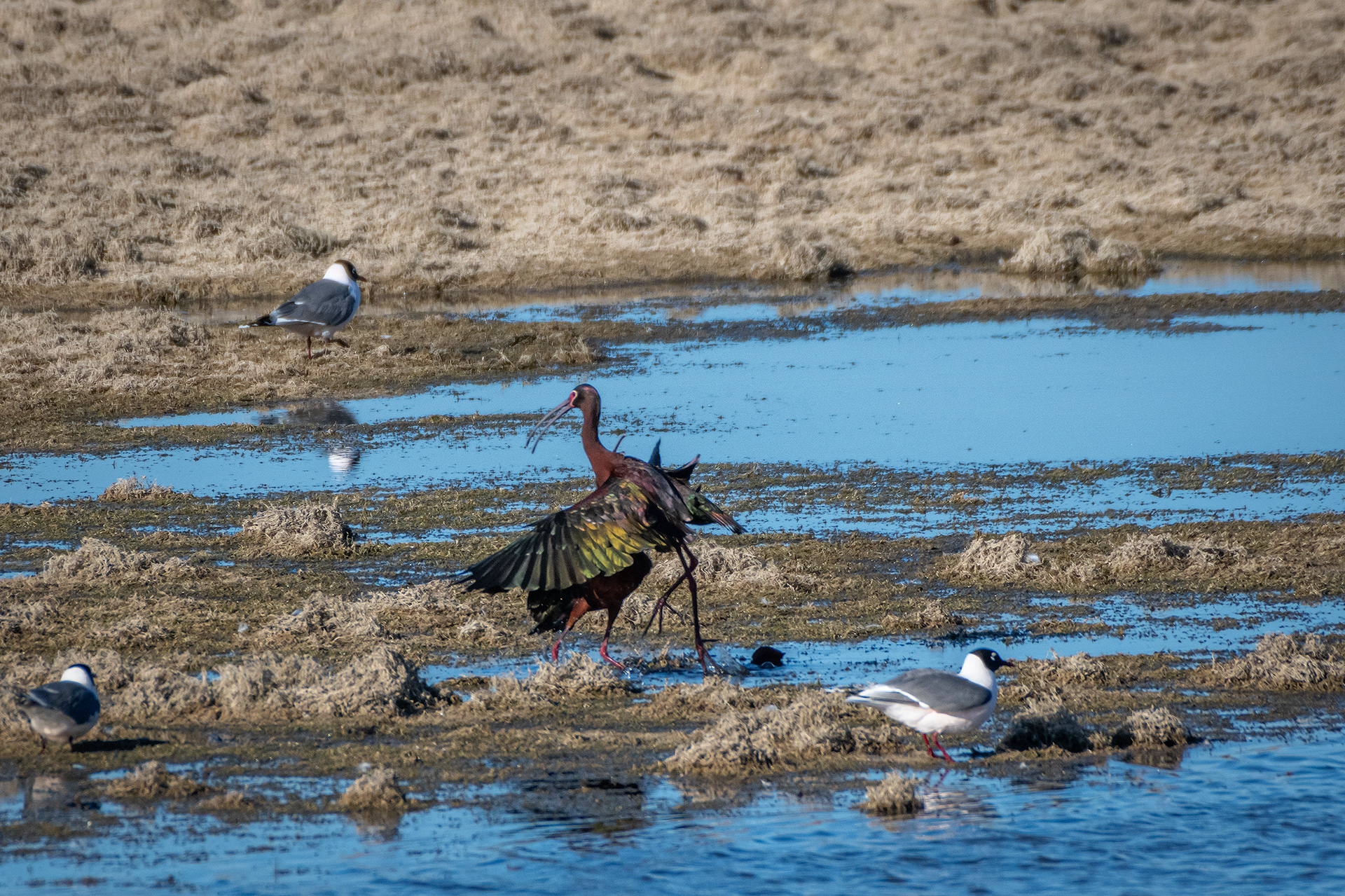White-faced Ibises, Glenmore Reservoir, North Glenmore Park, Calgary, AB